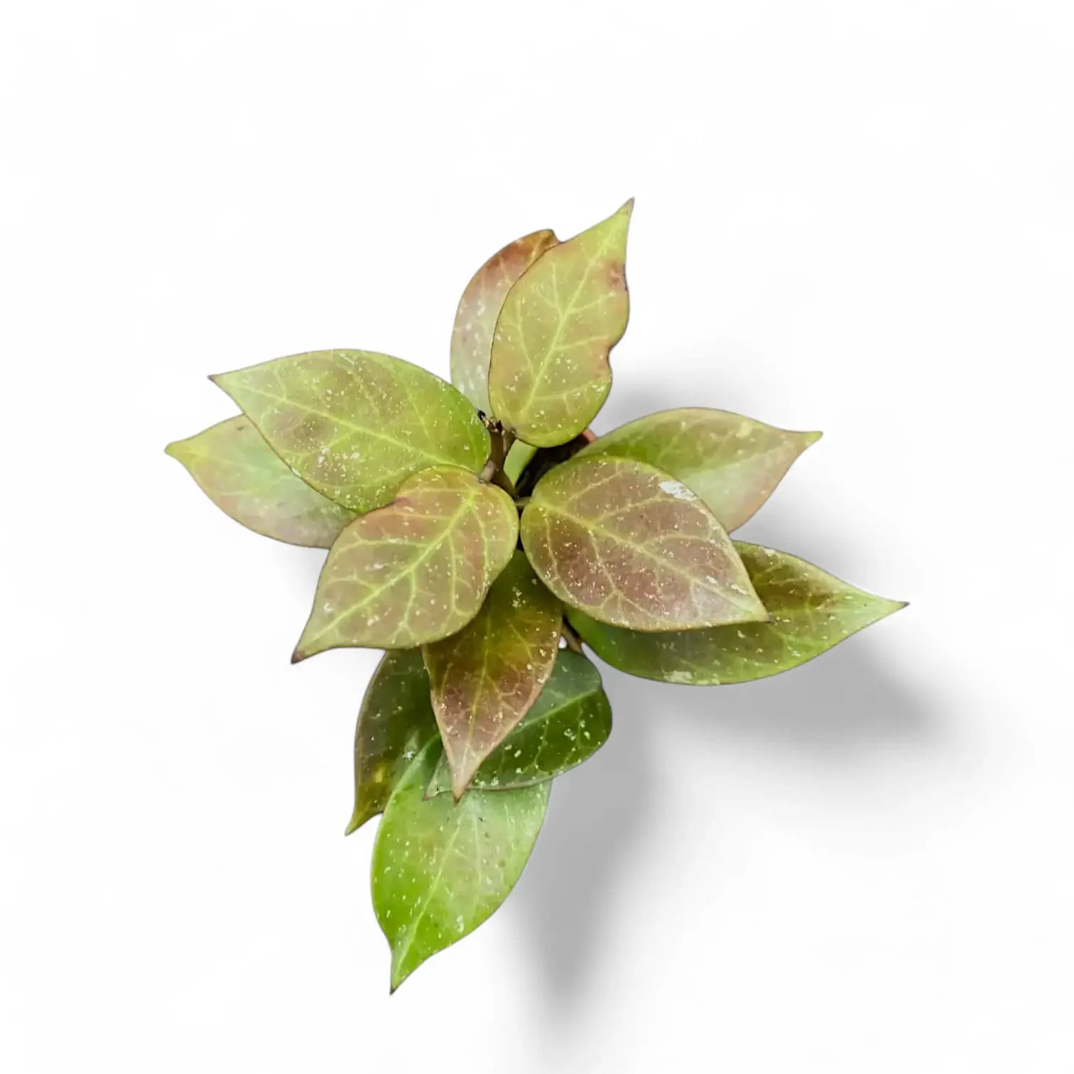 Hoya 'Sunrise' potted houseplant in nursery pot on white background, product photo 2.