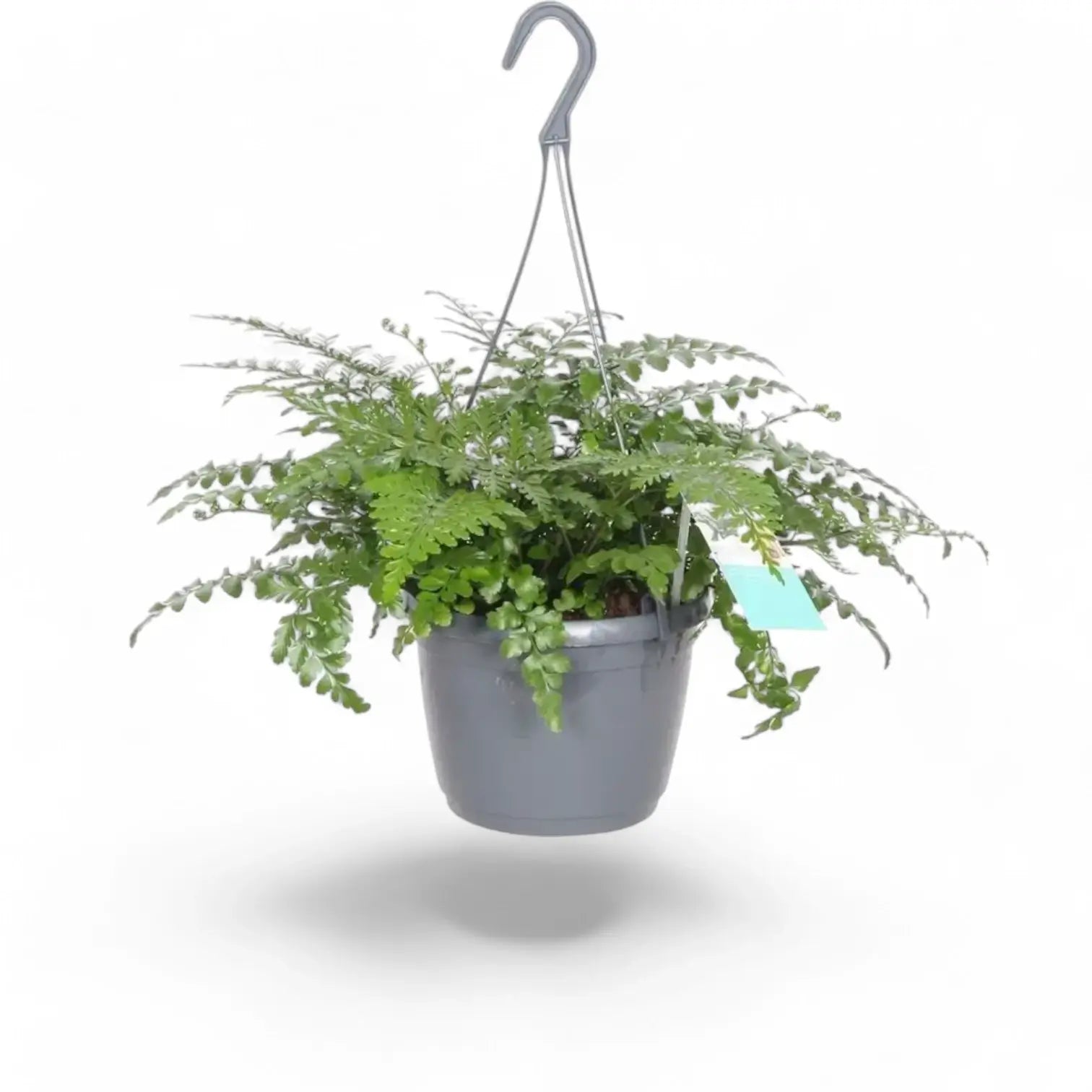 Asplenium dimorphum x difforme ‘Parvati’ (auch 'Austral Gem') – Zimmerpflanze im Kulturtopf auf weißem Hintergrund, Produktfoto 7.