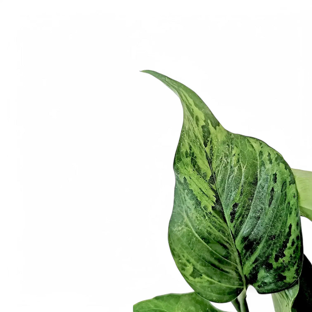 Epipremnum aureum 'Jungle Star' ('Marble green') leaf close-up on white background.