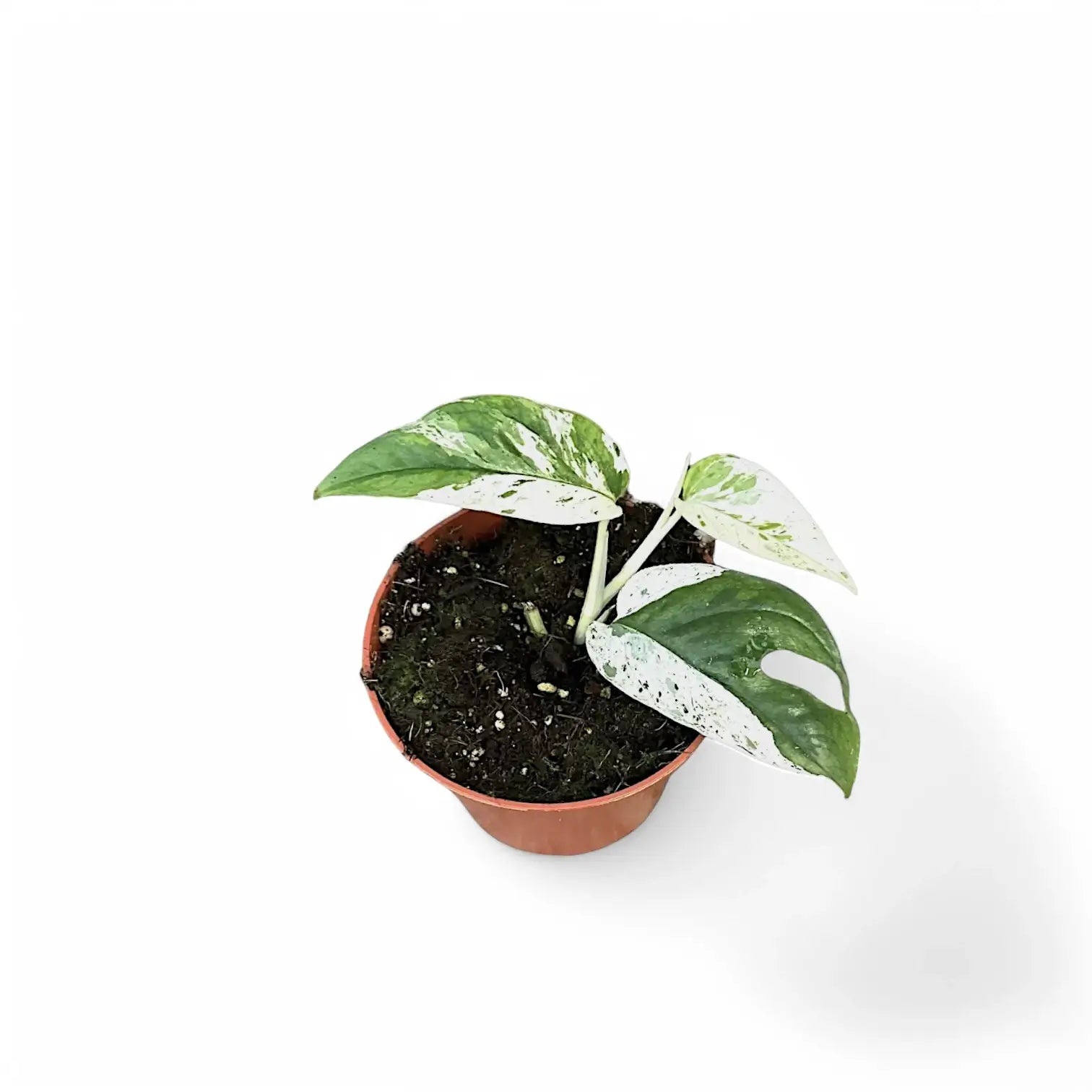 Epipremnum pinnatum variegata 'Marble' potted houseplant in nursery pot on white background, product photo 4.