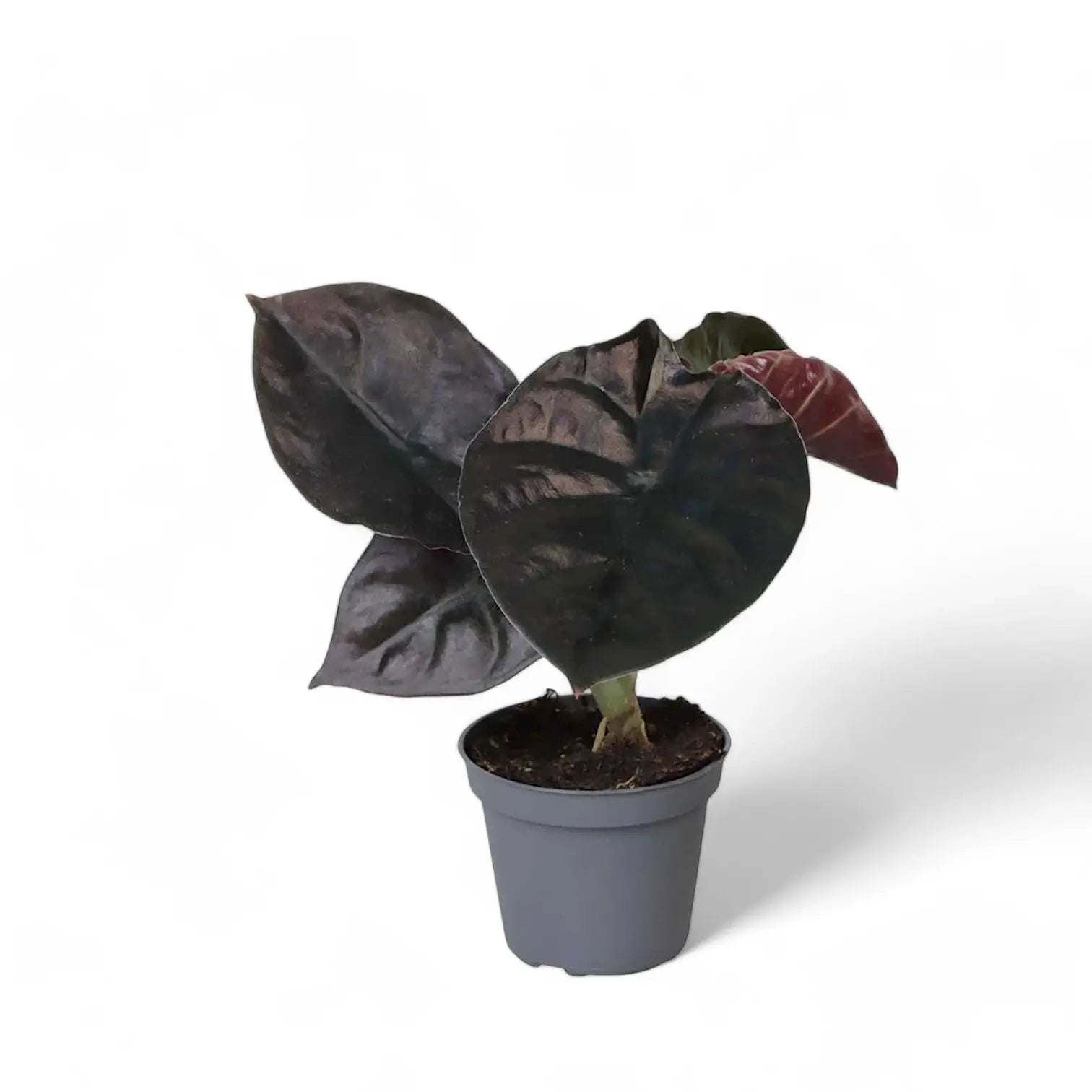 Alocasia infernalis 'Black Magic' potted houseplant in nursery pot on white background, product photo 7.