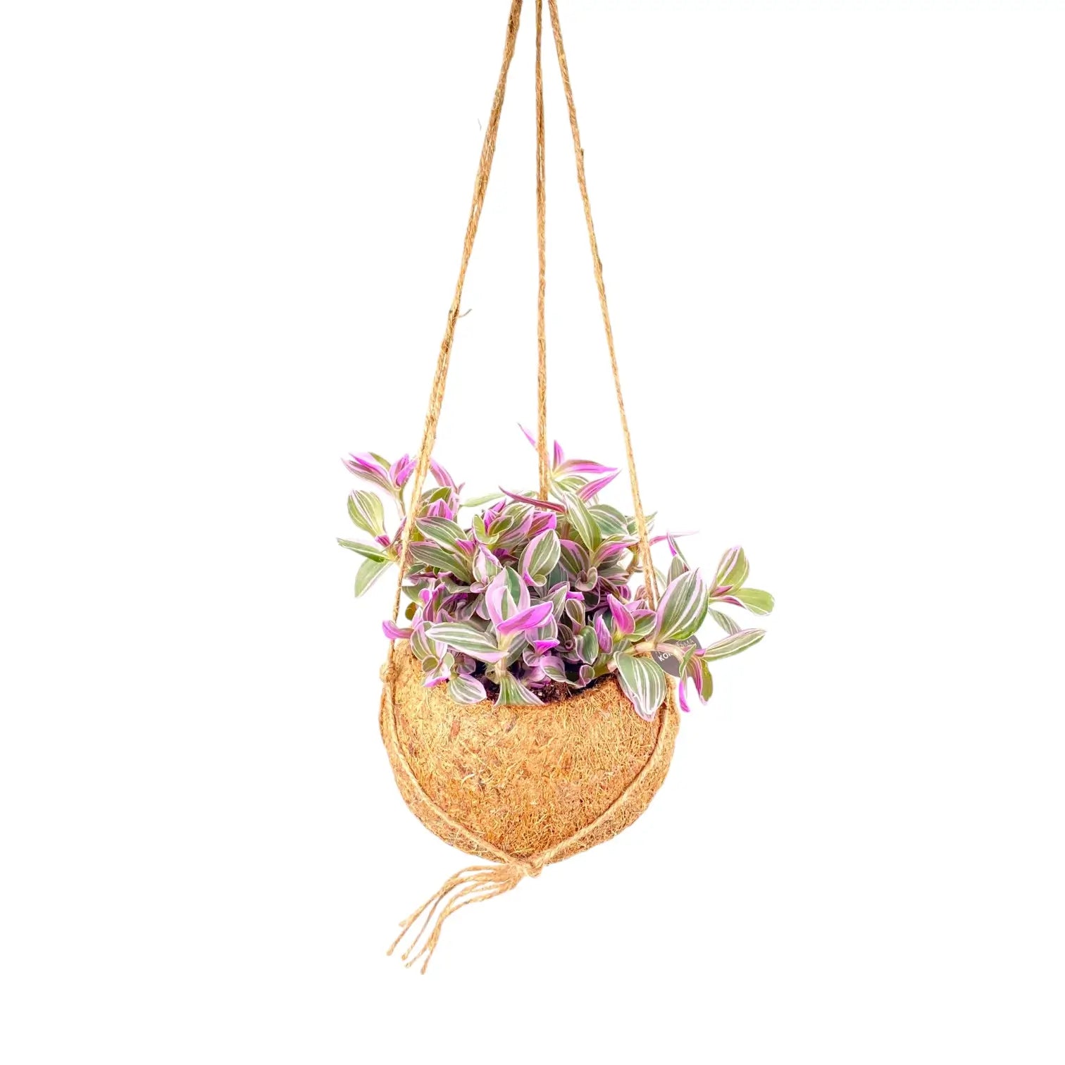 Tradescantia zebrina ‘Sweetness’ in Kokodama potted houseplant in nursery pot on white background, product photo 2.