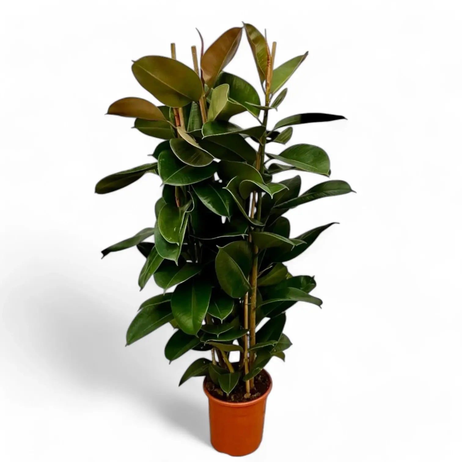 Ficus elastica 'Robusta' potted houseplant in nursery pot on white background, product photo 15.