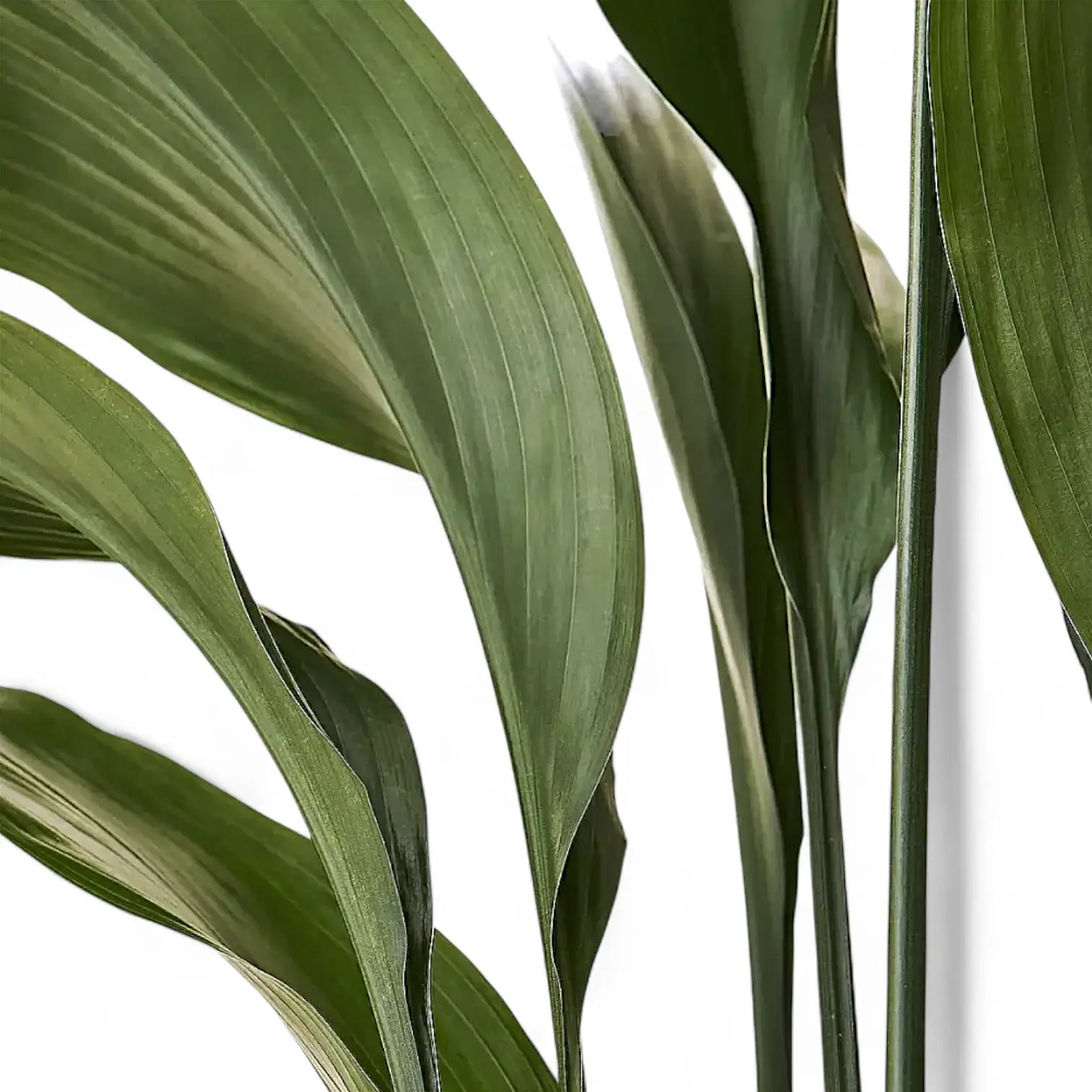 Aspidistra elatior – Blatt-Detailaufnahme auf weißem Hintergrund.
