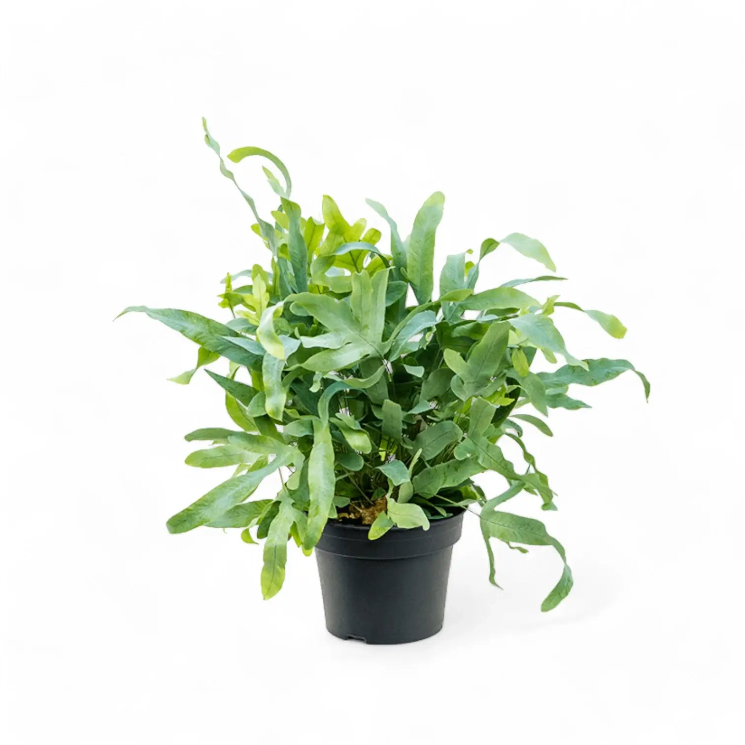 Phlebodium aureum 'Blue Star' potted houseplant in nursery pot on white background, product photo 9.