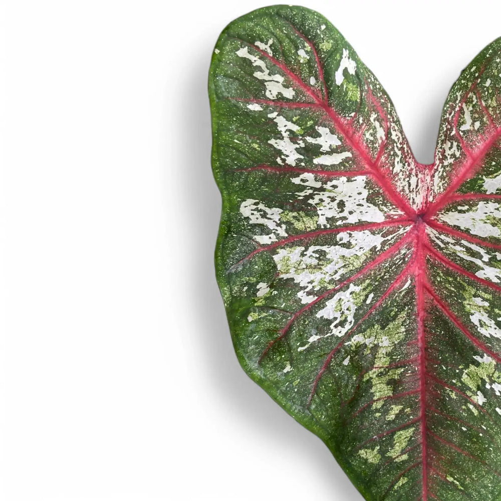 Caladium 'Tapestry' – Blatt-Detailaufnahme auf weißem Hintergrund.