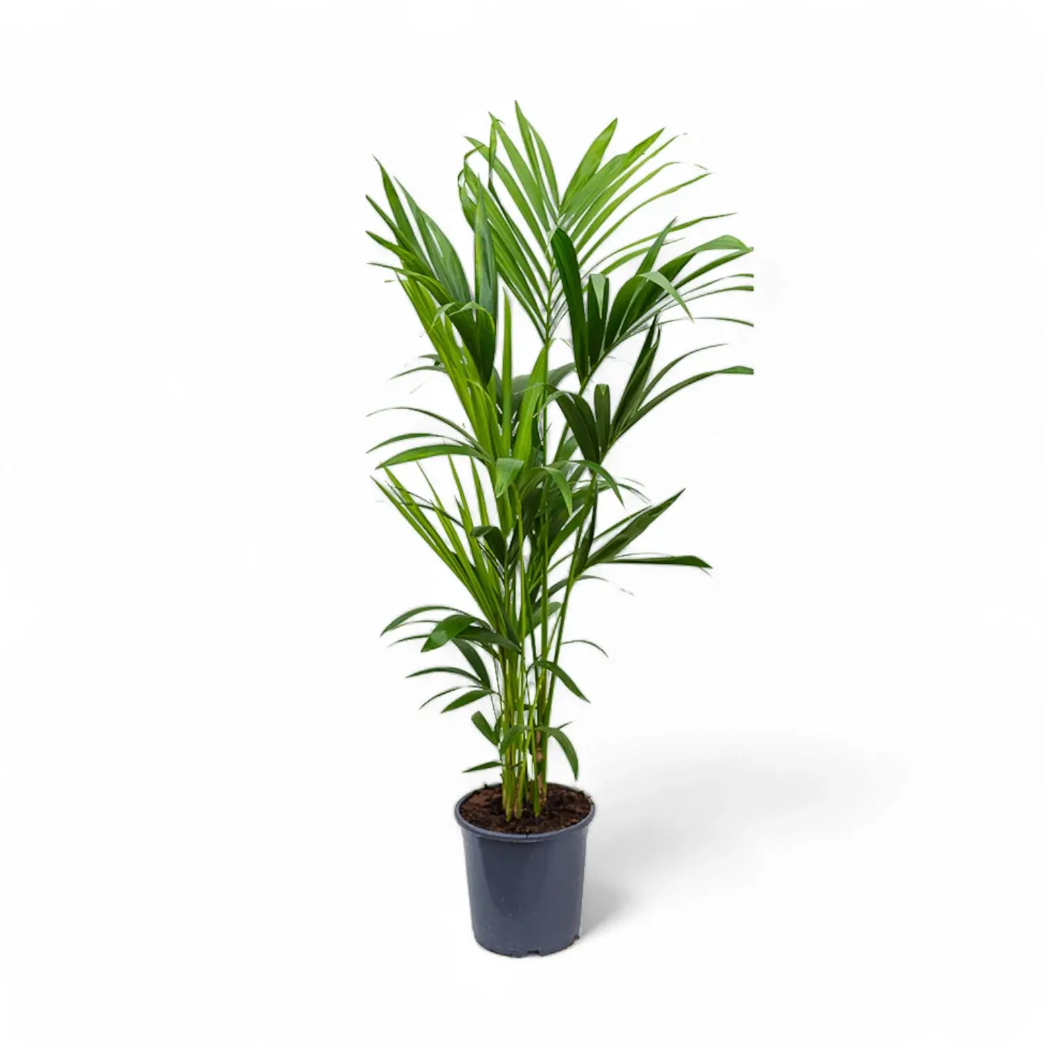 Howea forsteriana potted houseplant in nursery pot on white background, product photo 8.