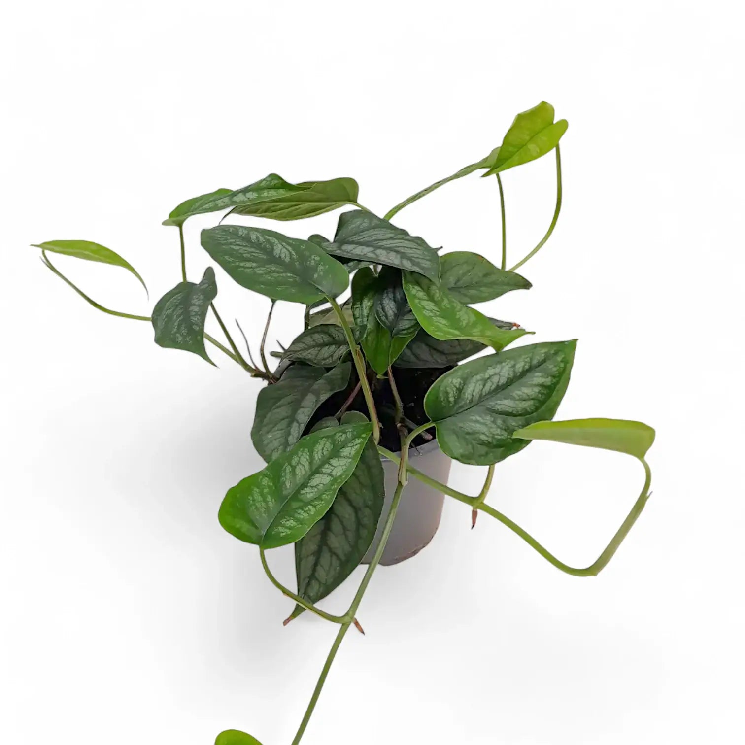 Monstera siltepecana potted houseplant in nursery pot on white background, product photo 5.