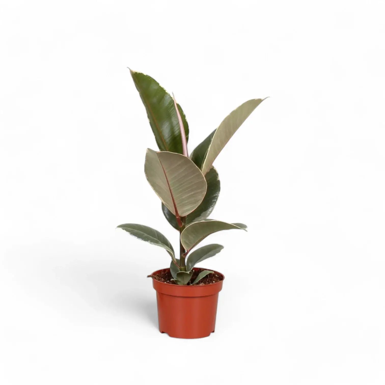 Ficus elastica 'Tineke' – Topfpflanze im Kulturtopf vor weißem Hintergrund, Produktfoto 9.