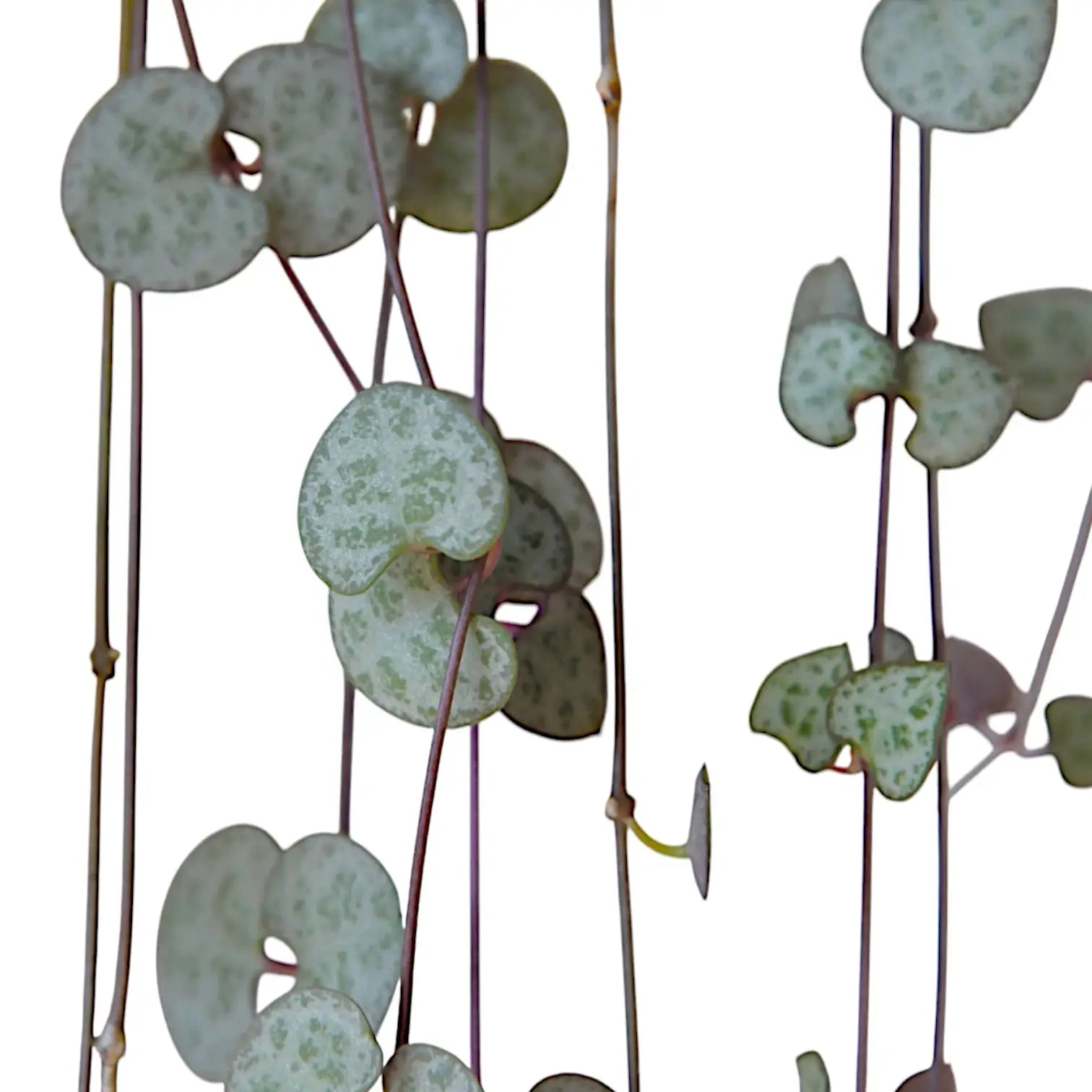 Ceropegia woodii – Zimmerpflanze im Kulturtopf auf weißem Hintergrund, Produktfoto 6.