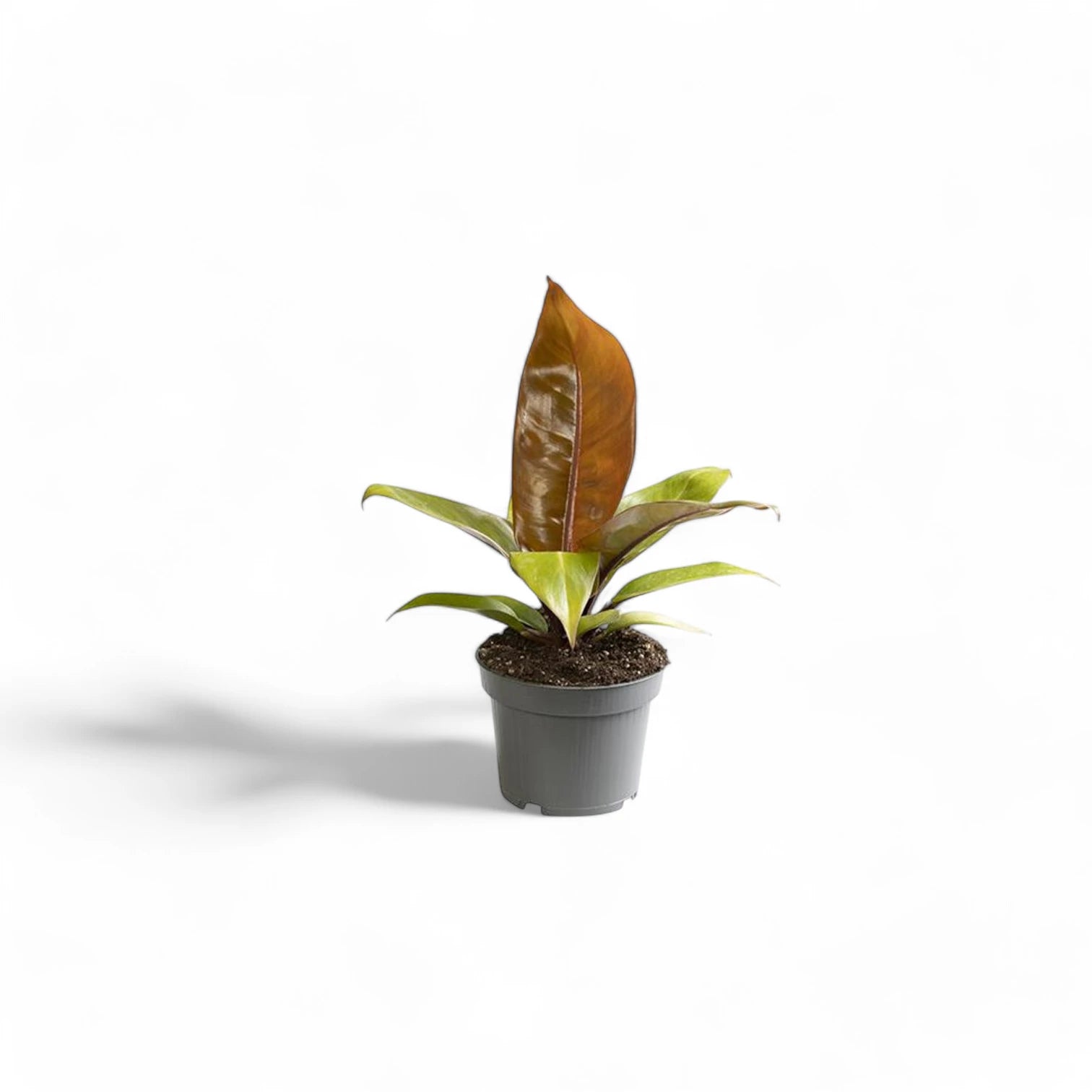 Philodendron 'Prince of Orange' potted houseplant in nursery pot on white background, product photo 8.