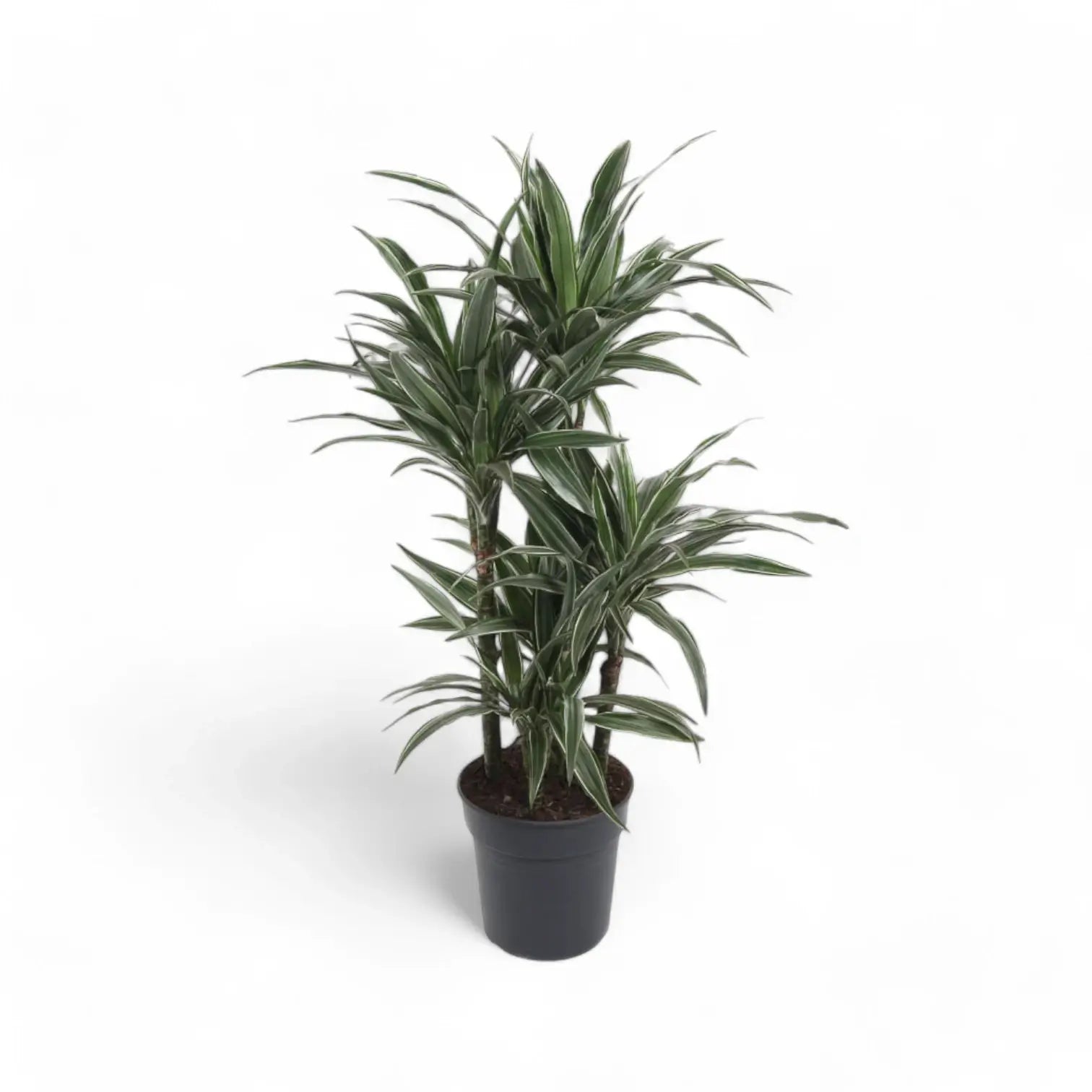 Dracaena fragrans ‘Warneckii’ potted houseplant in nursery pot on white background, product photo 12.