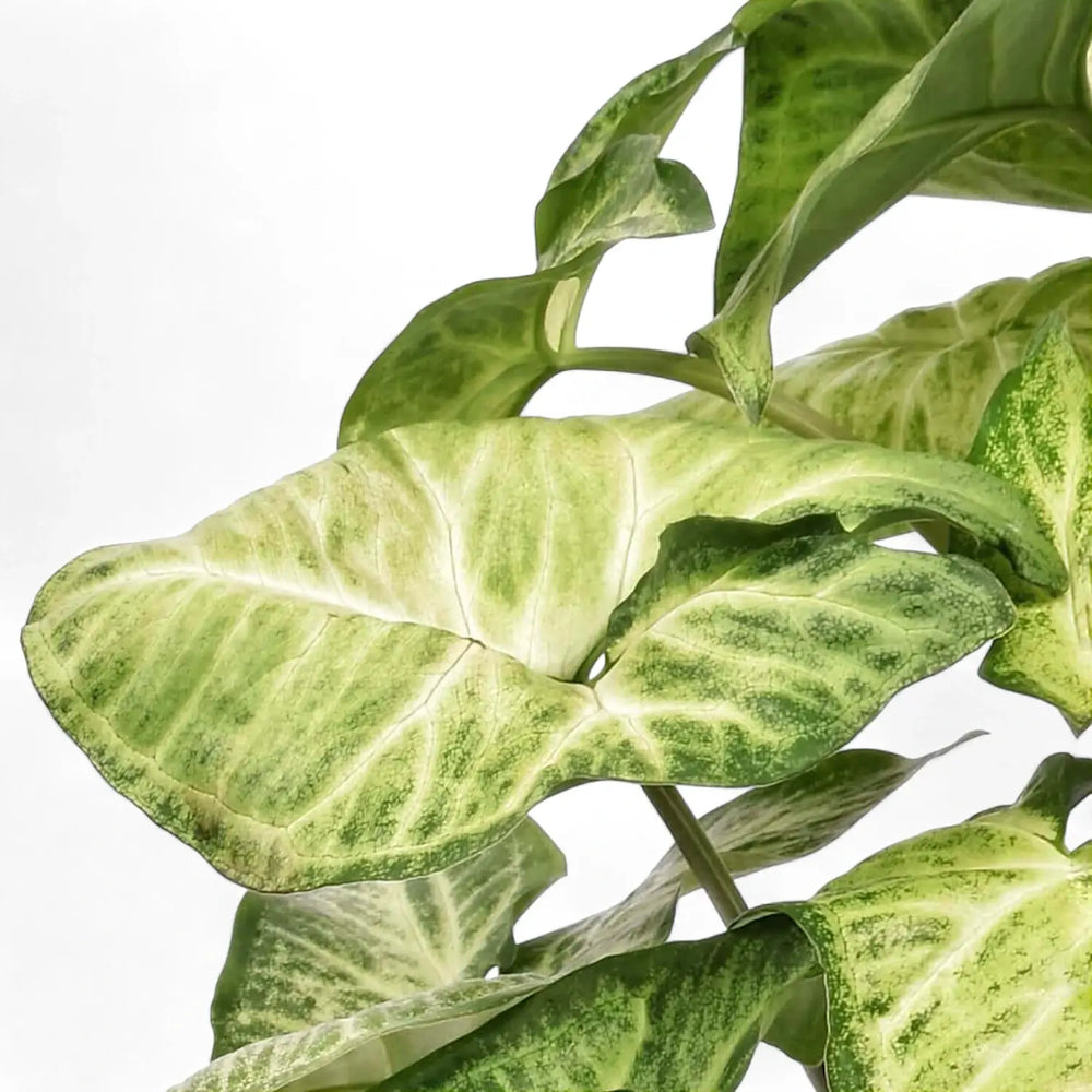 Nahaufnahme eines Blatts von Syngonium podophyllum 'White Butterfly' vor weißem Hintergrund.