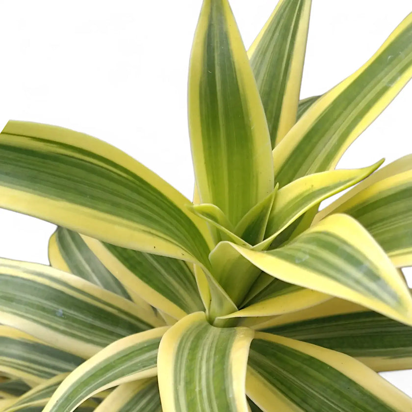 Nahaufnahme eines Blatts von Dracaena fragrans 'Lemon Surprise' vor weißem Hintergrund.