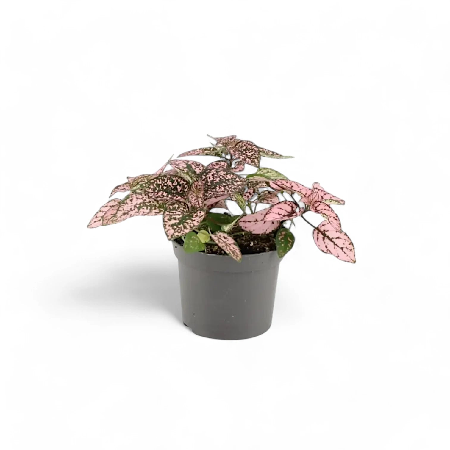 Hypoestes phyllostachya 'Pink' potted houseplant in nursery pot on white background, product photo 4.