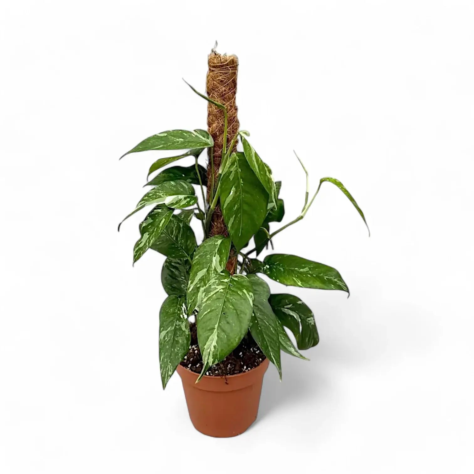 Epipremnum pinnatum variegata potted houseplant in nursery pot on white background, product photo 5.
