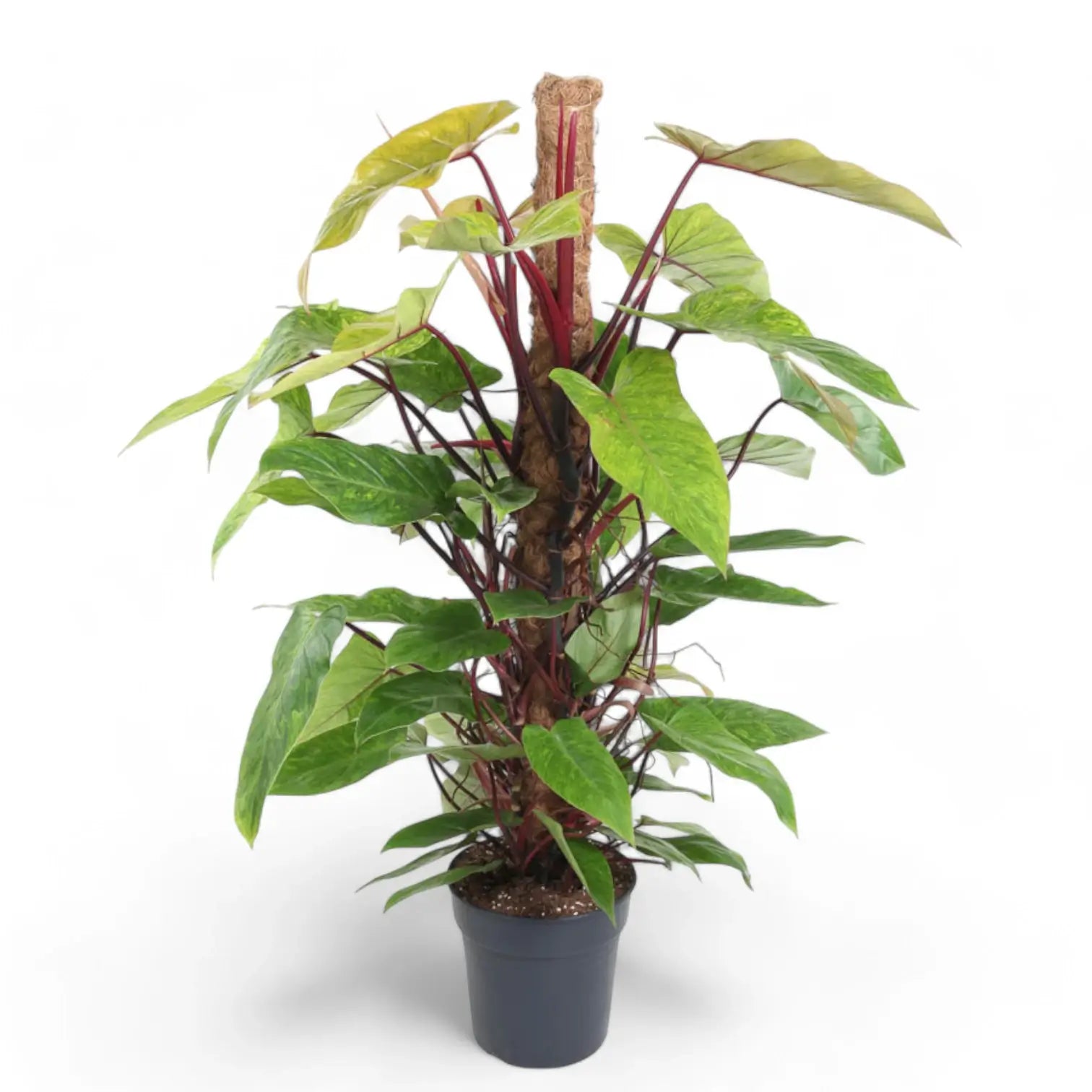 Philodendron 'Florida Ghost' – Zimmerpflanze im Kulturtopf auf weißem Hintergrund, Produktfoto 9.