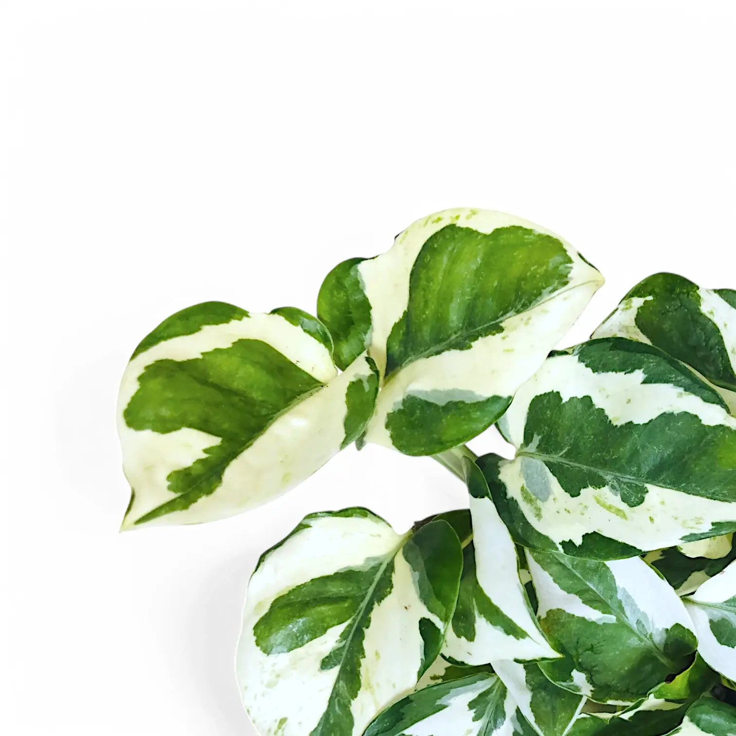 Epipremnum aureum 'N'Joy' leaf close-up on white background.
