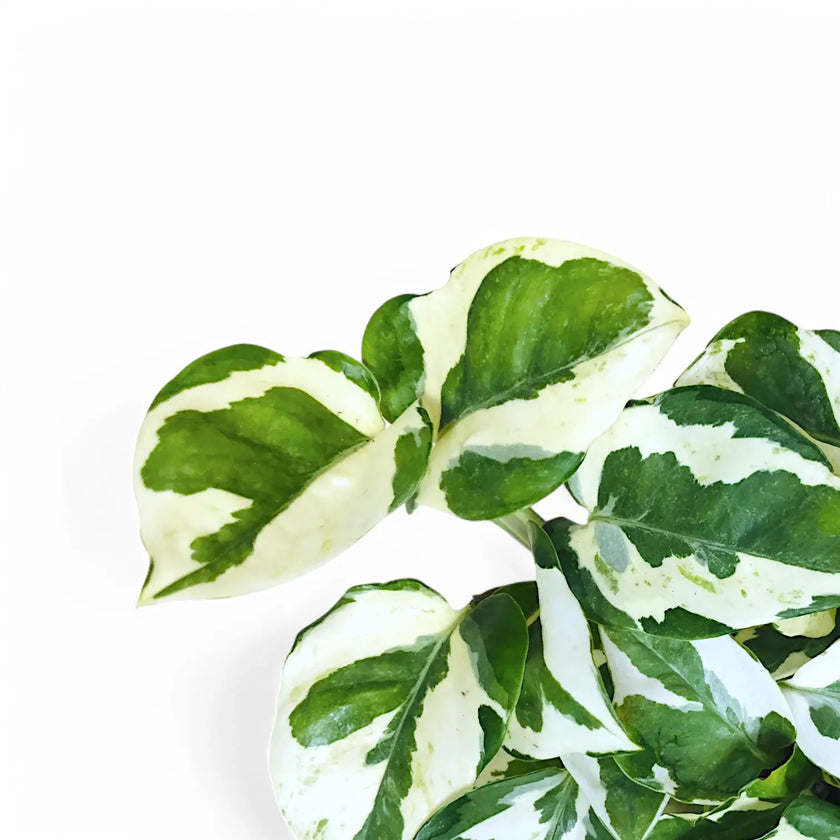 Nahaufnahme eines Blatts von Epipremnum aureum 'N'Joy' vor weißem Hintergrund.