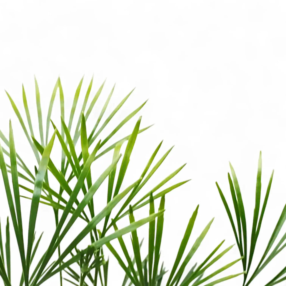 Actiniopteris australis – Blatt-Detailaufnahme auf weißem Hintergrund.