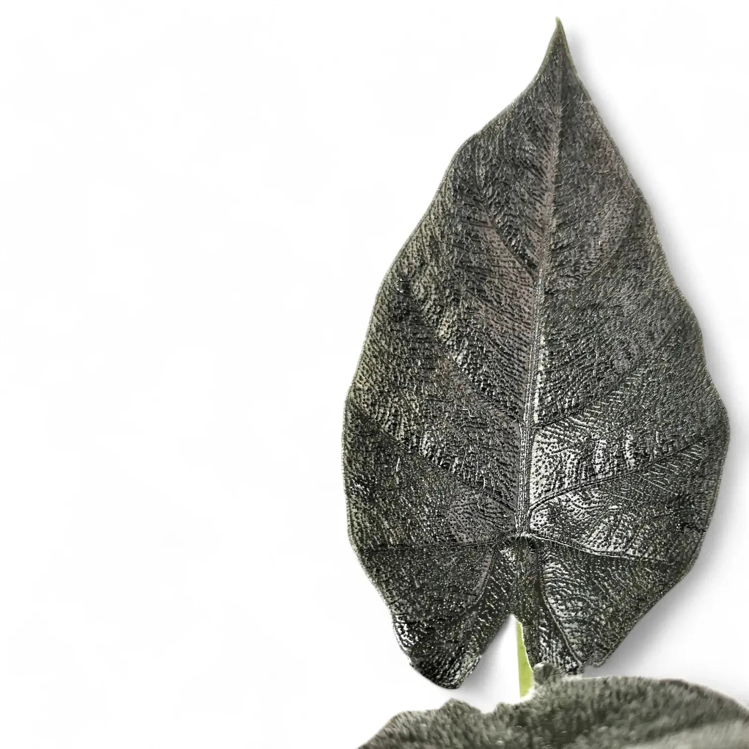 Alocasia 'Antoro velvet' – Zimmerpflanze im Kulturtopf auf weißem Hintergrund, Produktfoto 6.