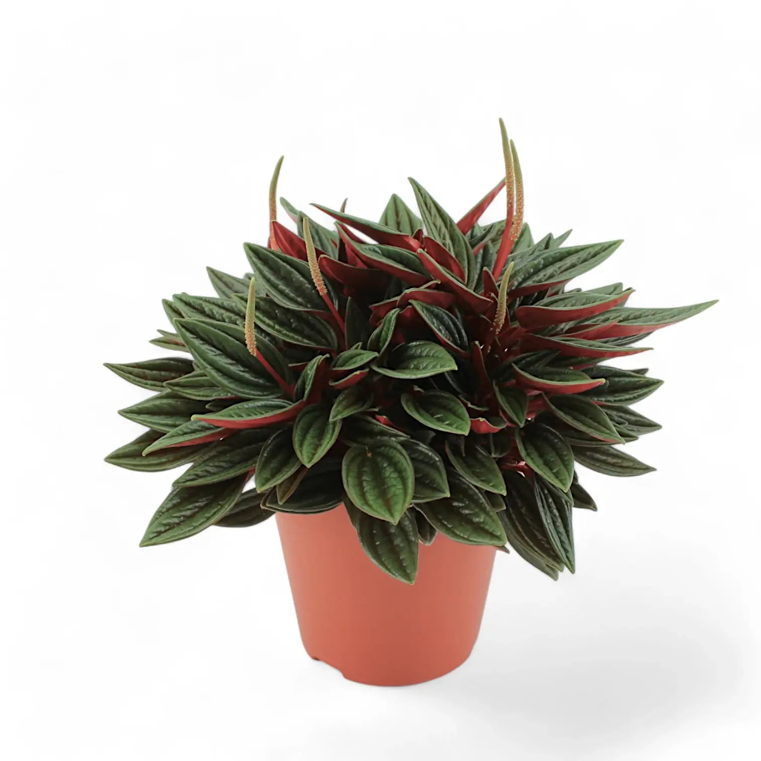 Peperomia 'Eden Rosso' potted houseplant in nursery pot on white background, product photo 5.