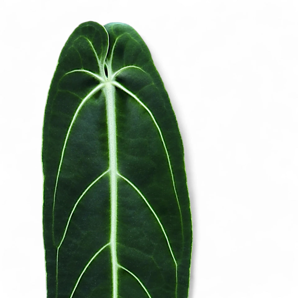 Philodendron verrucosum potted houseplant in nursery pot on white background, product photo 1.