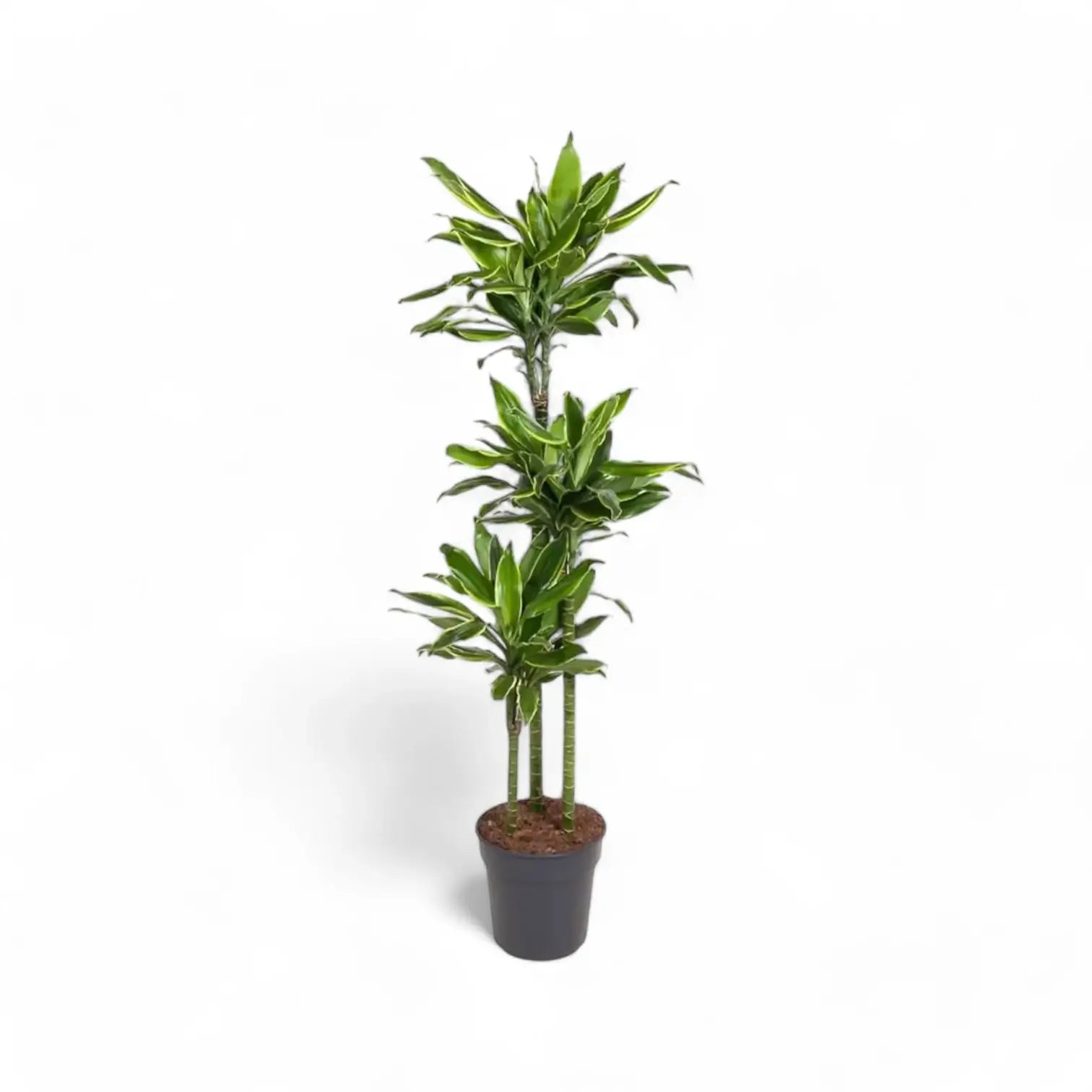 Dracaena fragrans 'Golden Coast' potted houseplant in nursery pot on white background, product photo 8.