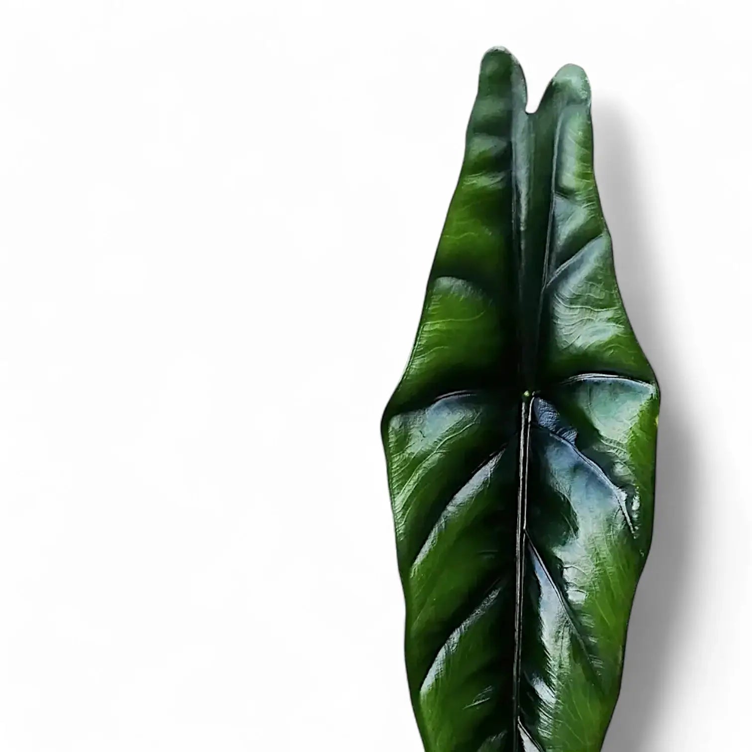 Alocasia venusta leaf close-up on white background.