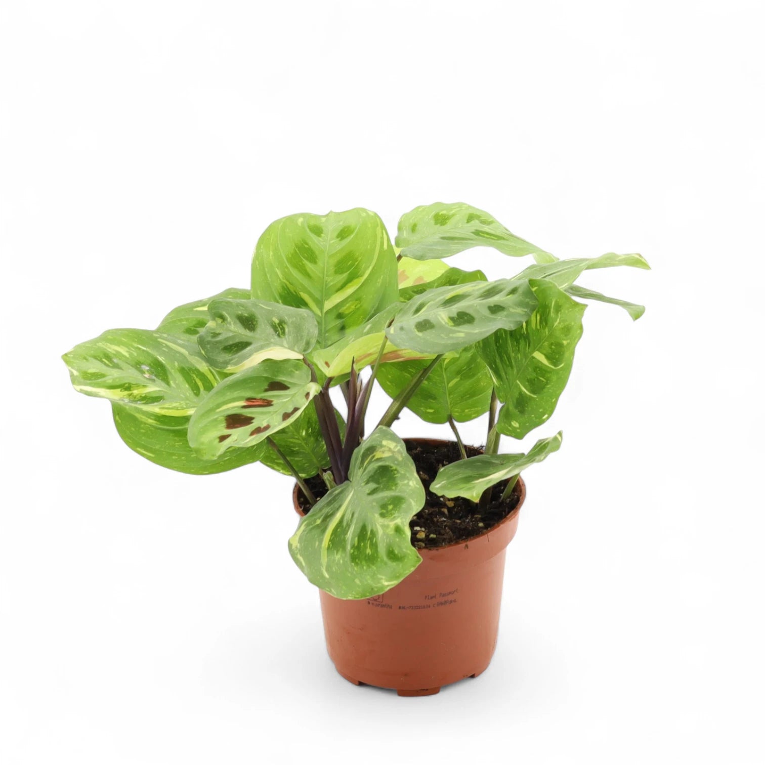 Maranta leuconeura 'Kerchoveana variegata' ('Beauty Kim', 'Fiesta') potted houseplant in nursery pot on white background, product photo 2.