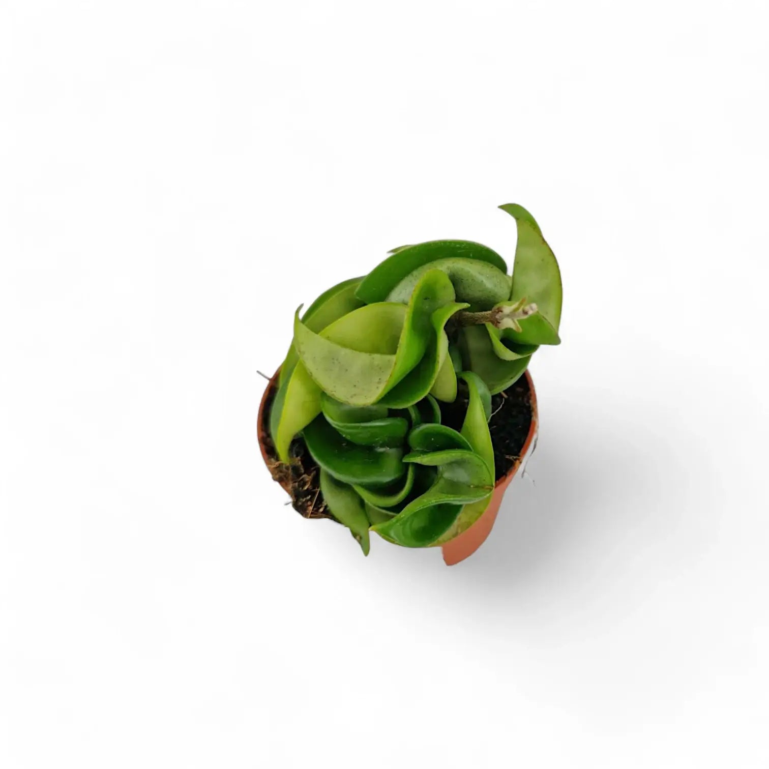 Hoya carnosa 'Compacta' potted houseplant in nursery pot on white background, product photo 3.