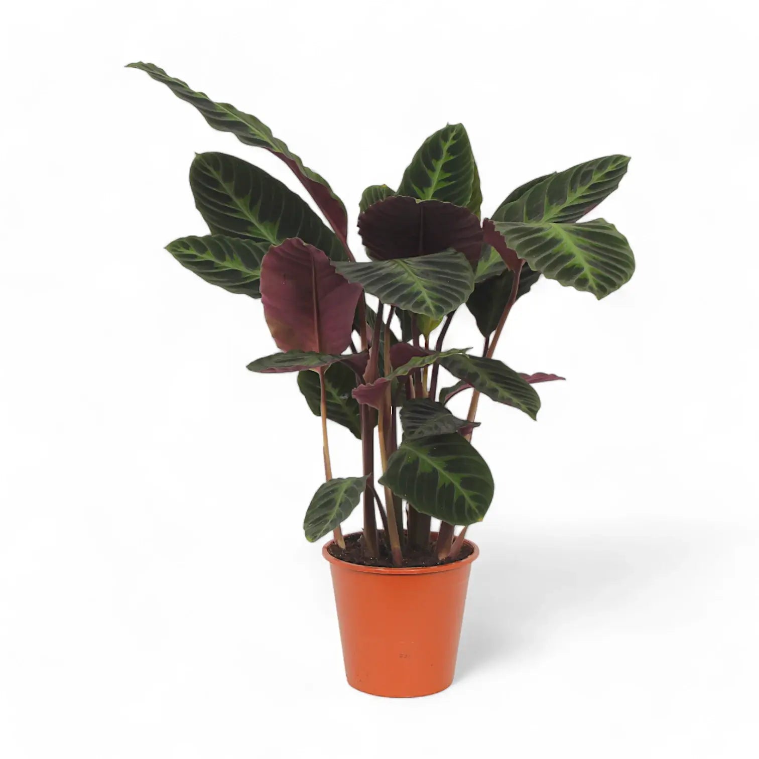 Goeppertia (Calathea) warszewiczii – Zimmerpflanze im Kulturtopf auf weißem Hintergrund, Produktfoto 4.