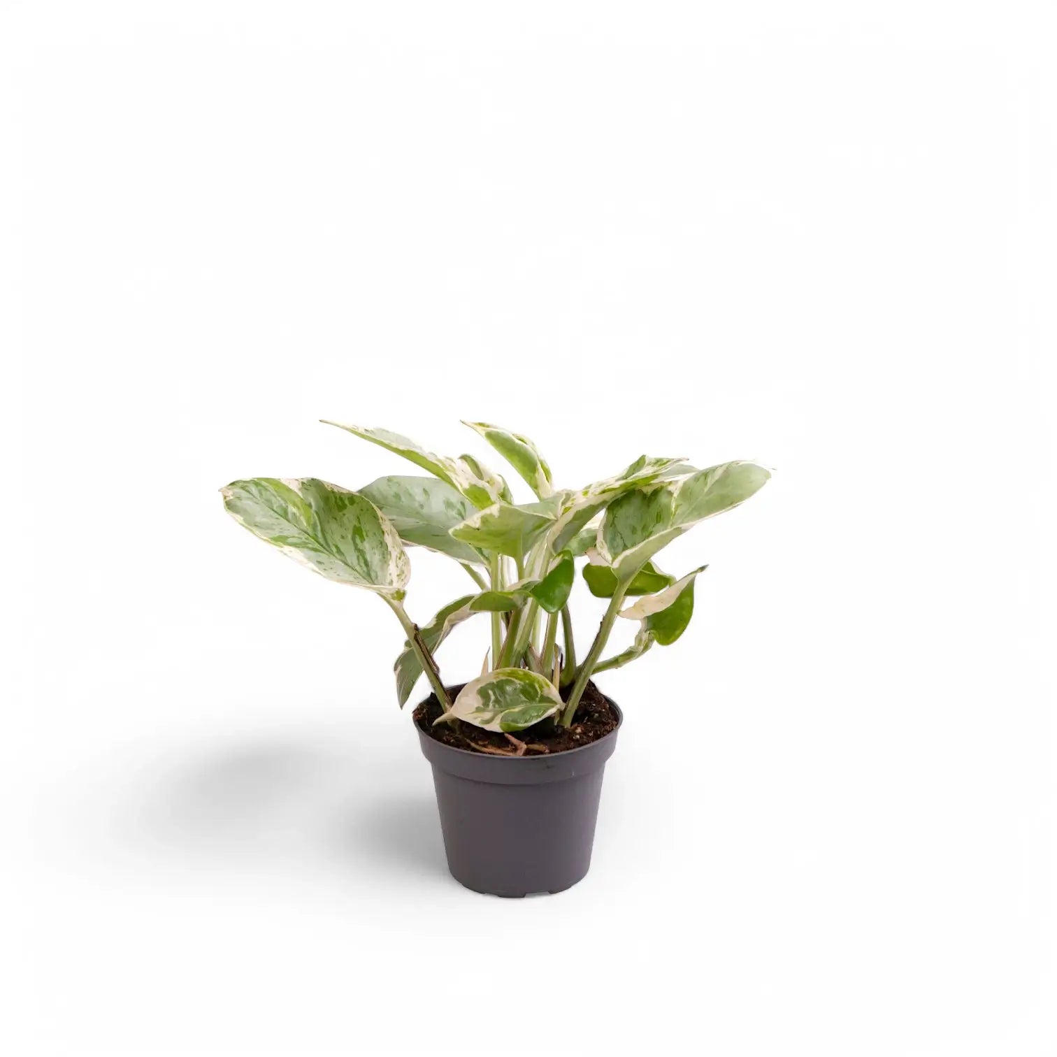 Epipremnum aureum 'N'Joy' potted houseplant in nursery pot on white background, product photo 4.