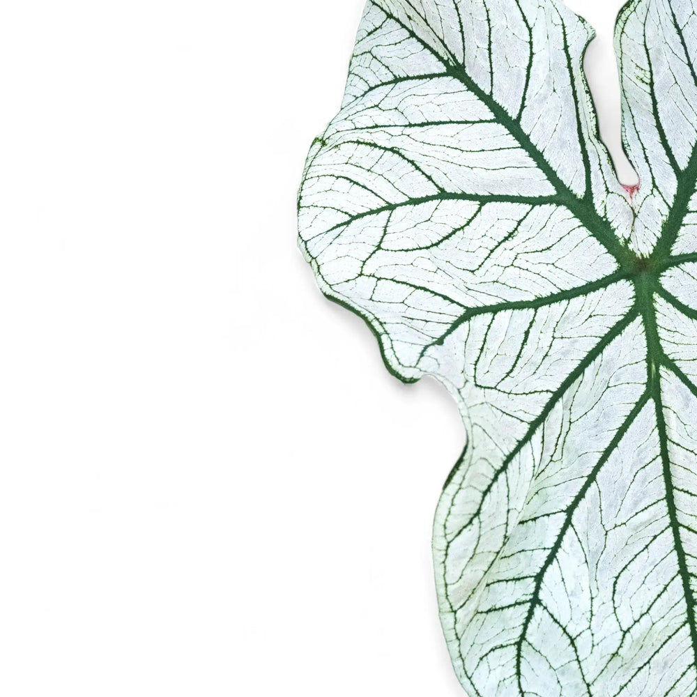 Caladium 'White Christmas' – Blatt-Detailaufnahme auf weißem Hintergrund.