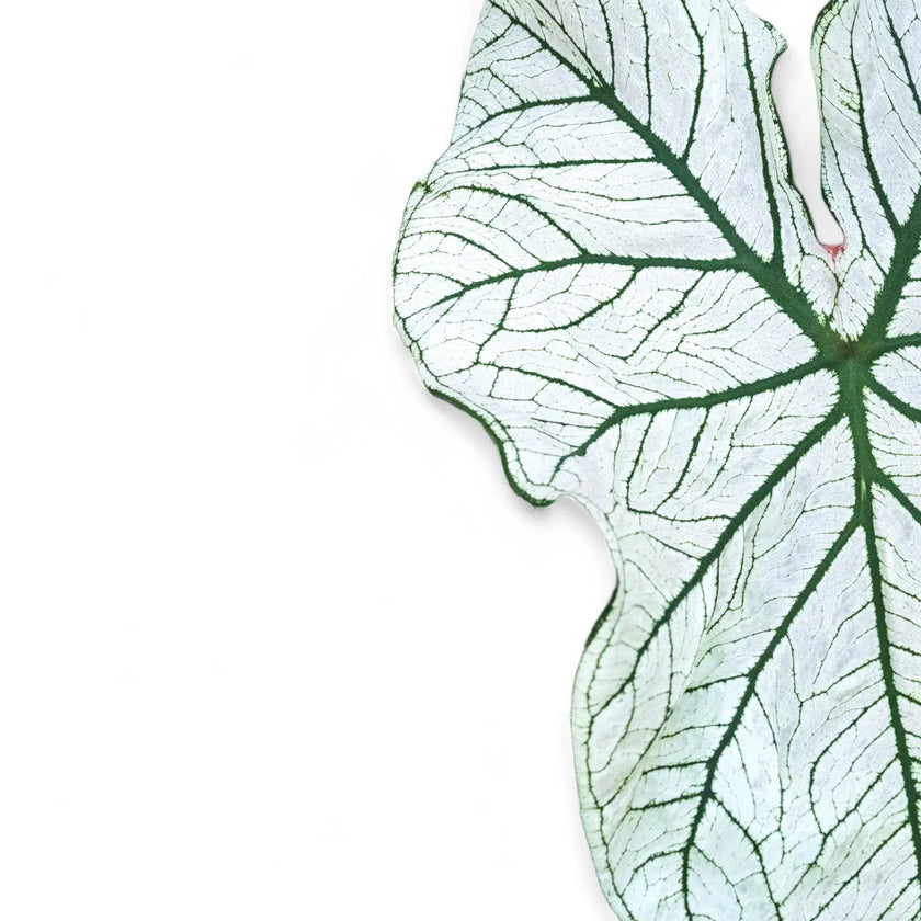Nahaufnahme eines Blatts von Caladium 'White Christmas' vor weißem Hintergrund.