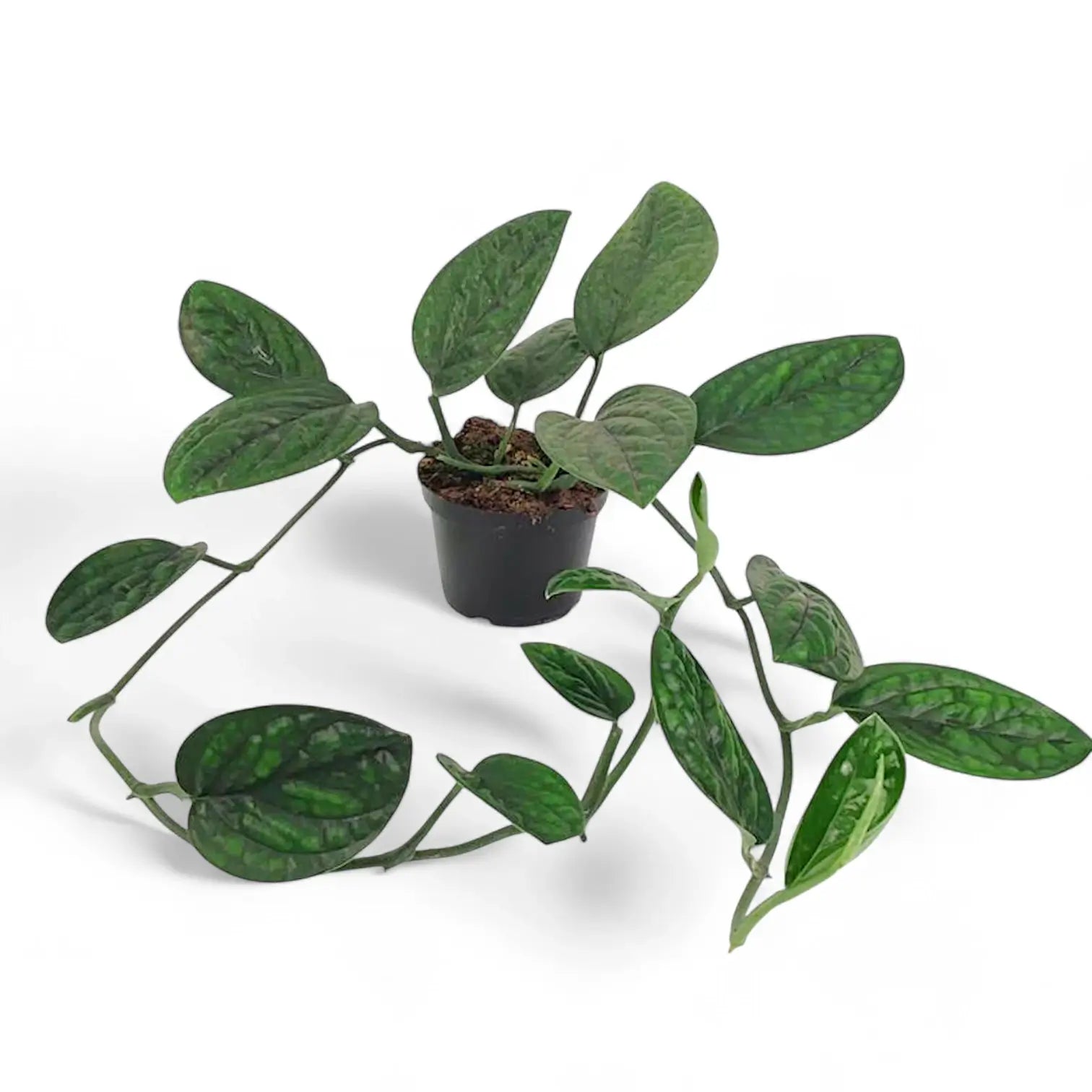 Monstera sp. Peru ('Karstenianum') potted houseplant in nursery pot on white background, product photo 6.