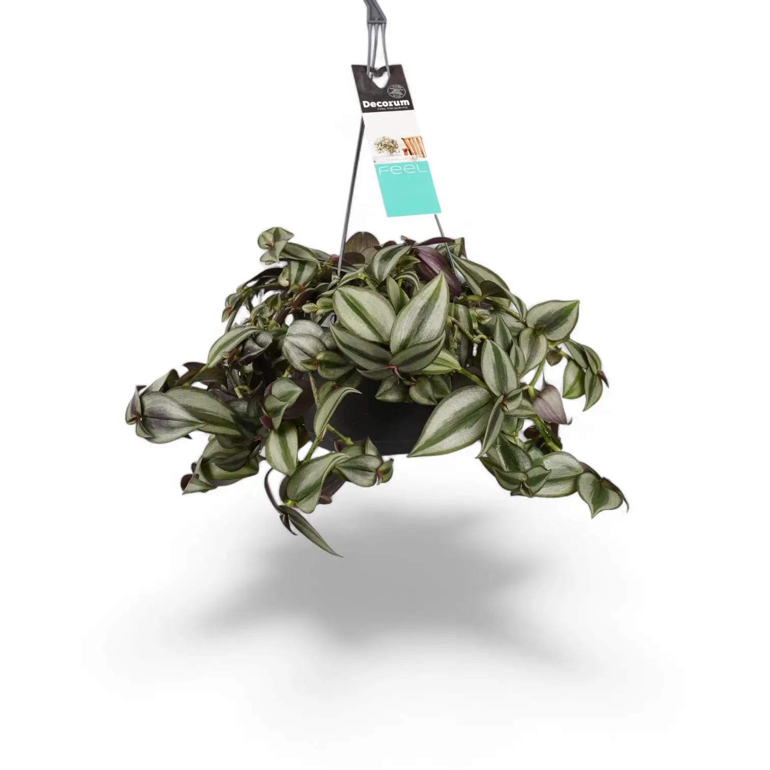 Tradescantia zebrina 'Superba' – Zimmerpflanze im Kulturtopf auf weißem Hintergrund, Produktfoto 2.