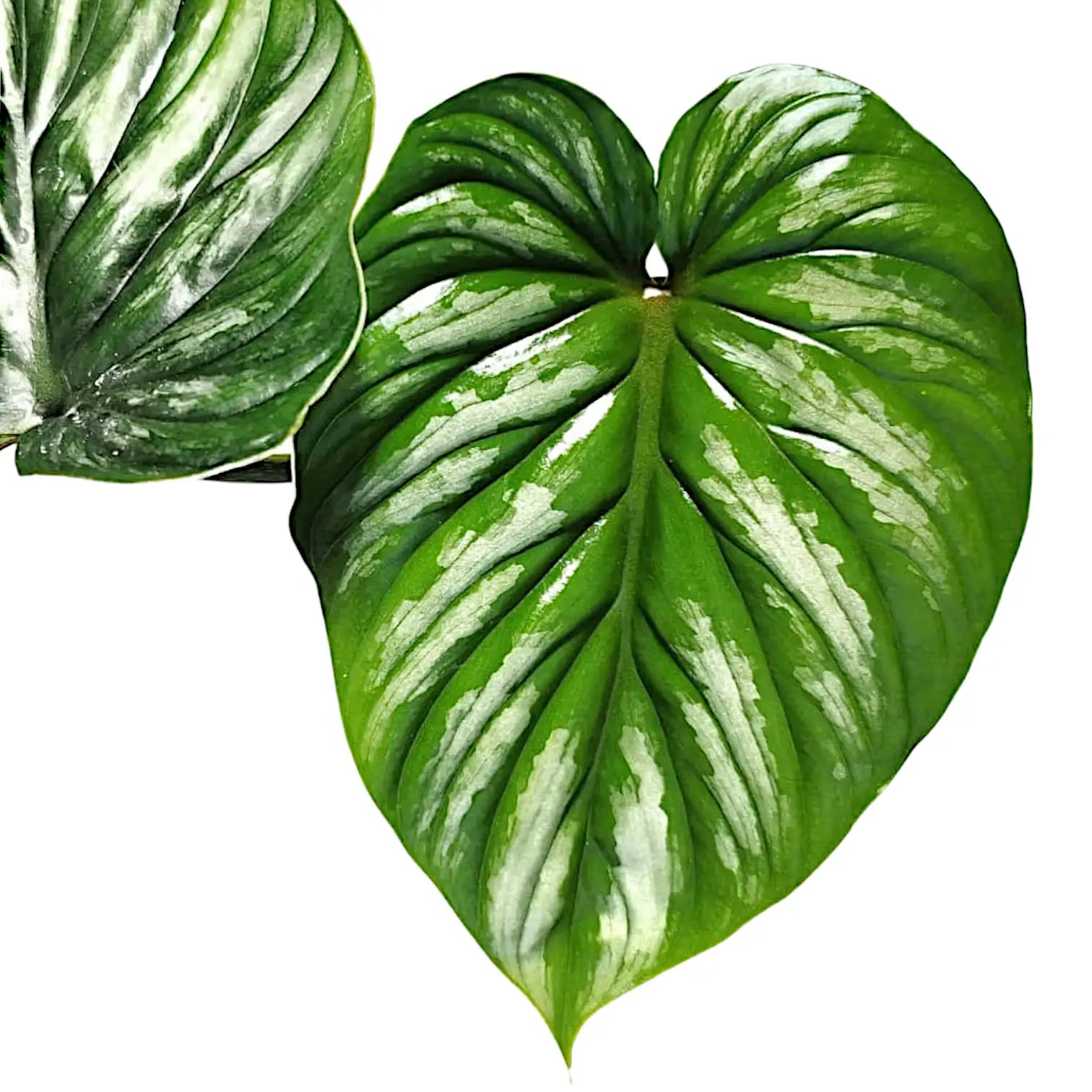 Philodendron plowmanii potted houseplant in nursery pot on white background, product photo 7.