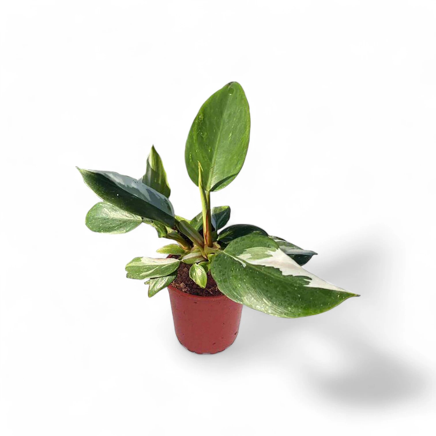 Philodendron 'White Princess' potted houseplant in nursery pot on white background, product photo 11.