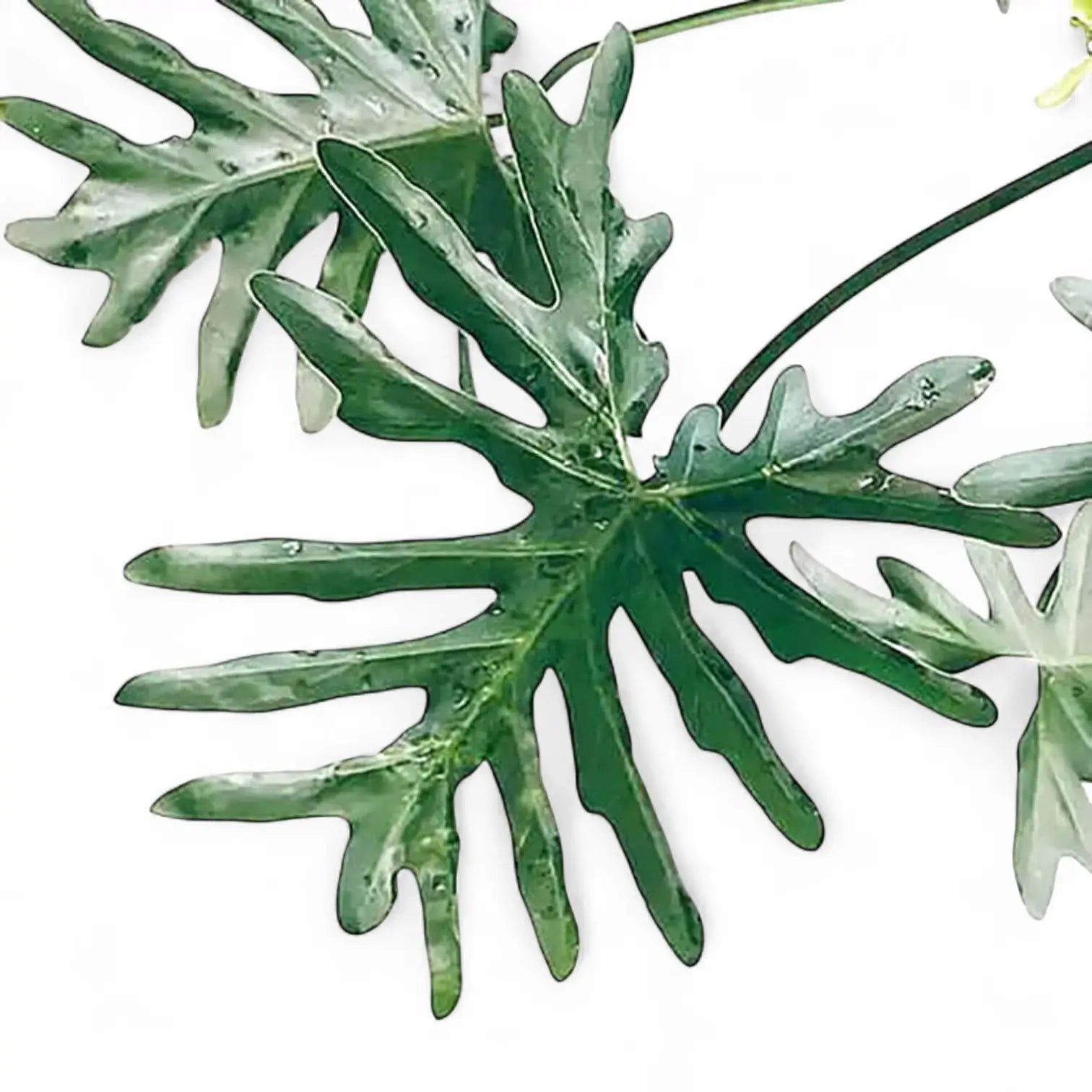 Thaumatophyllum bipinnatifidum – Zimmerpflanze im Kulturtopf auf weißem Hintergrund, Produktfoto 3.