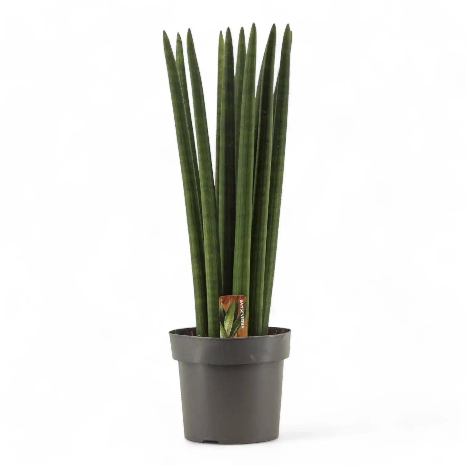 Dracaena angolensis (Sansevieria cylindrica) 'Straight' – Topfpflanze im Kulturtopf vor weißem Hintergrund, Produktfoto 7.
