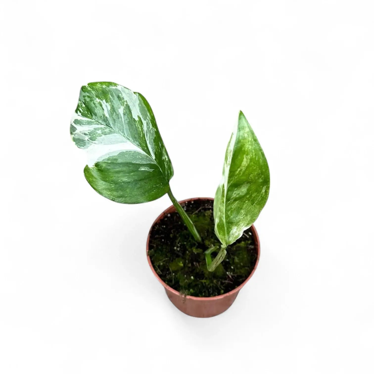 Monstera lechleriana variegata potted houseplant in nursery pot on white background, product photo 3.