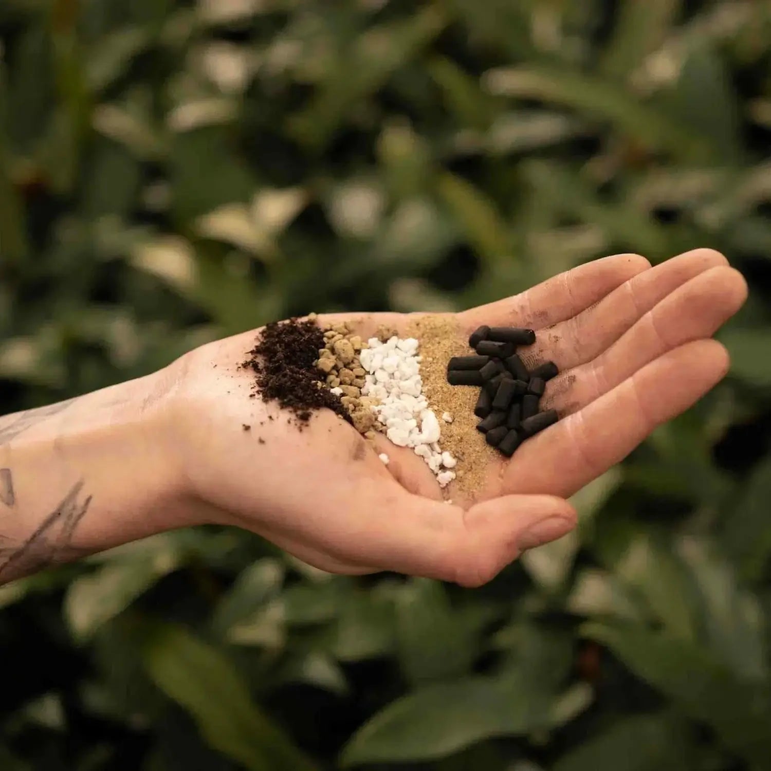 Lithops- & Split-Rock-Substratmischung auf weiĂem Hintergrund, Produktfoto 2.
