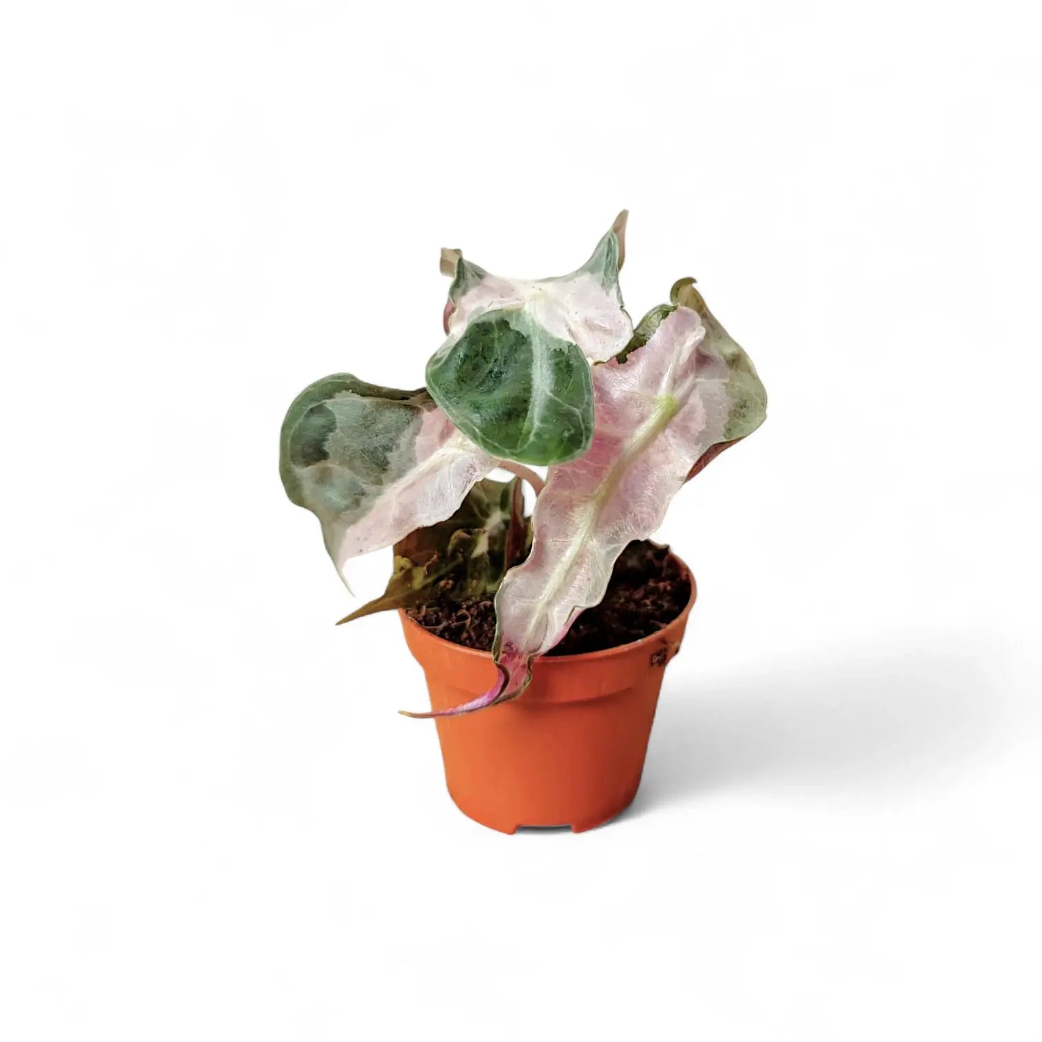 Alocasia 'Polly' Albo/ Pink Variegata potted houseplant in nursery pot on white background, product photo 5.