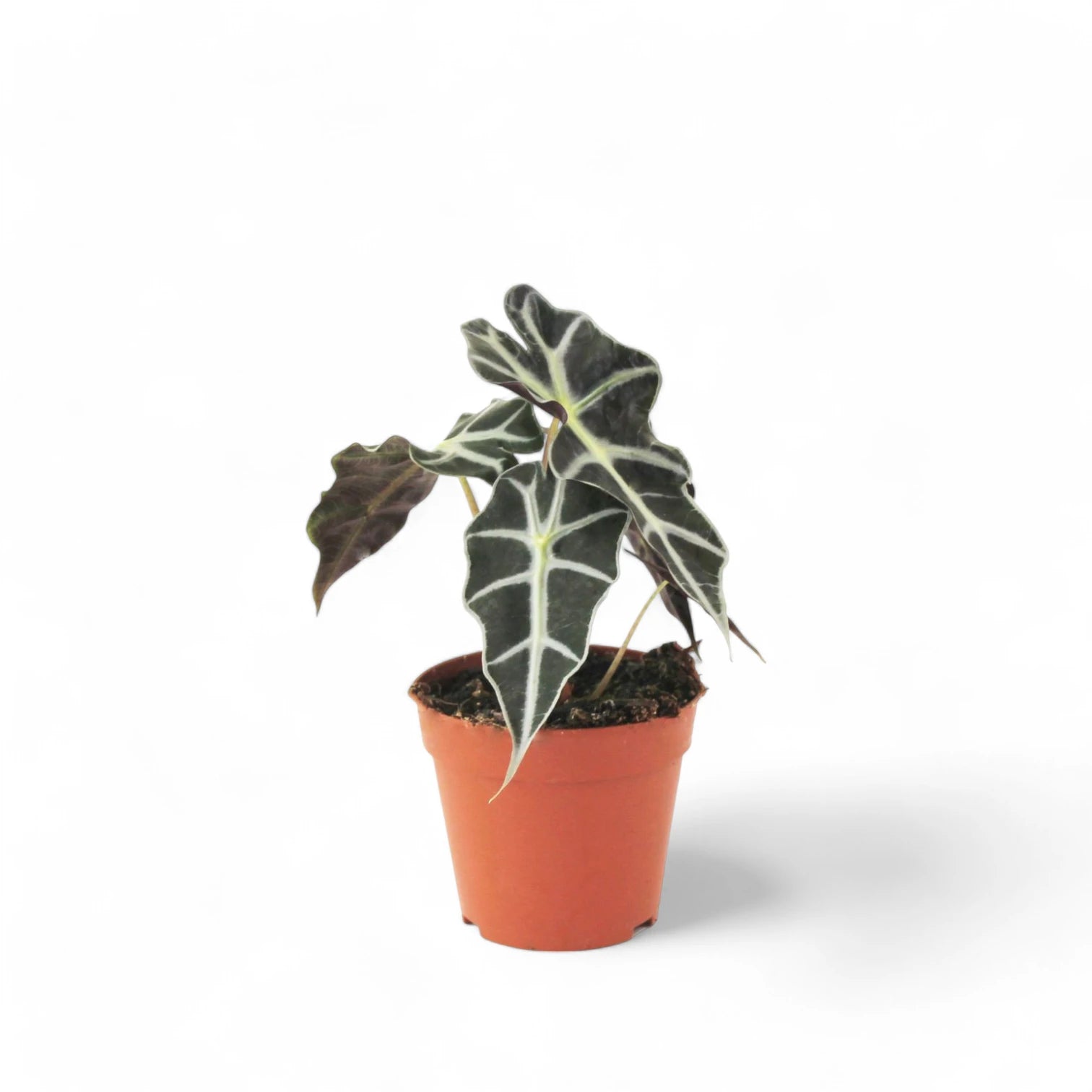 Alocasia 'Polly' â Zimmerpflanze im Kulturtopf auf weiĂem Hintergrund, Produktfoto 3.