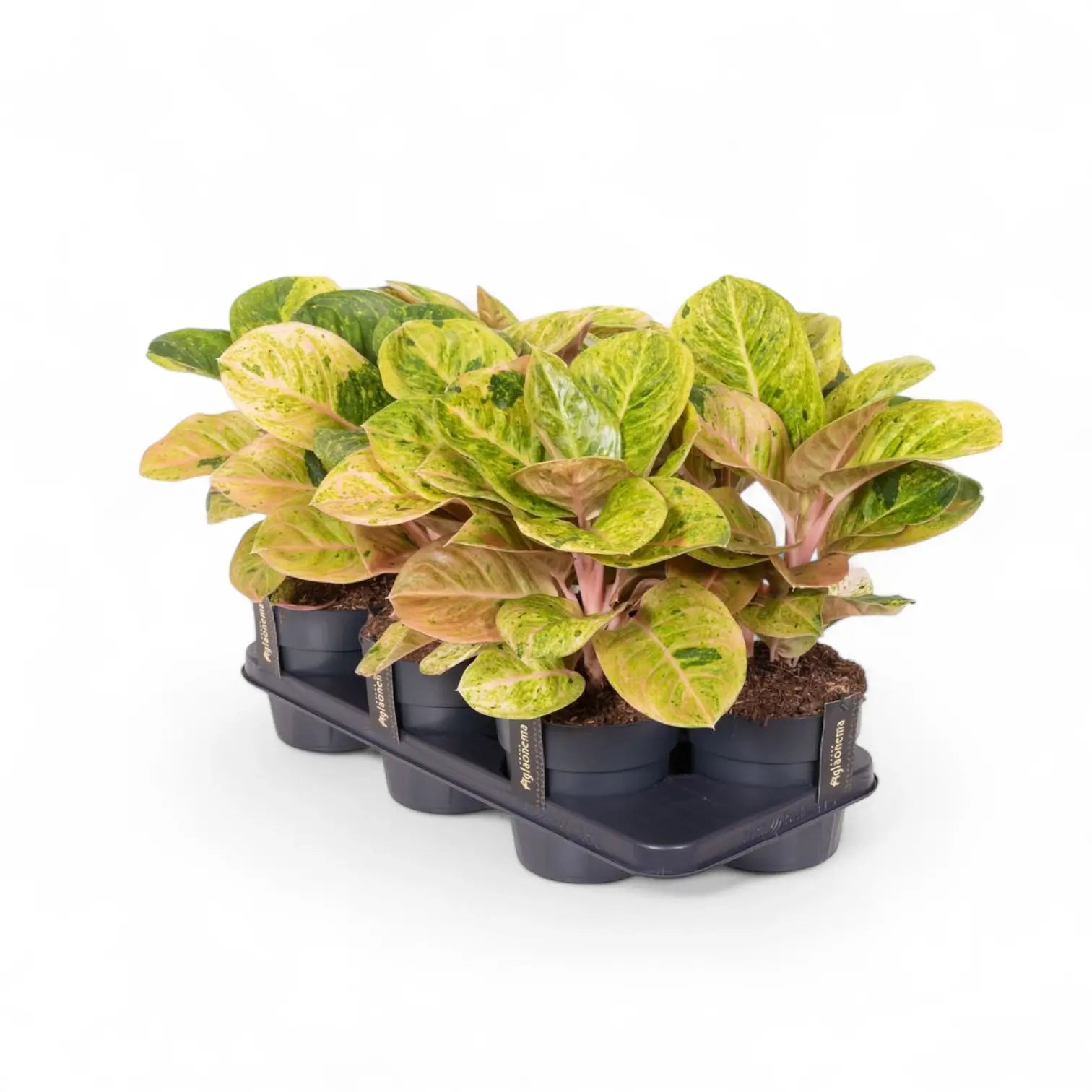 Aglaonema 'Apple Fantasy' potted houseplant in nursery pot on white background, product photo 7.