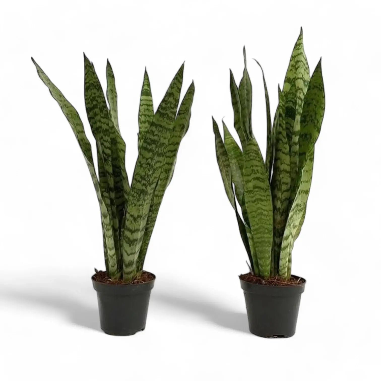 Dracaena (Sansevieria) zeylanica potted houseplant in nursery pot on white background, product photo 12.
