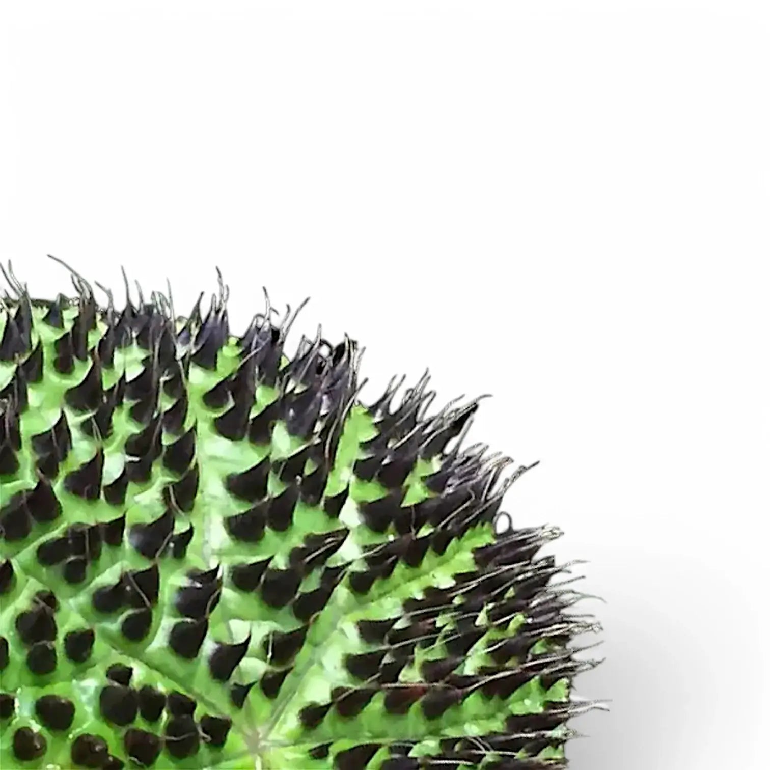 Begonia ferox – Blatt-Detailaufnahme auf weißem Hintergrund.