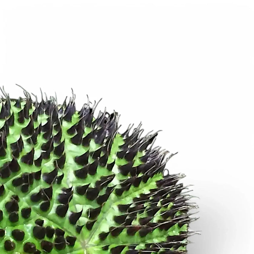 Begonia ferox leaf close-up on white background.