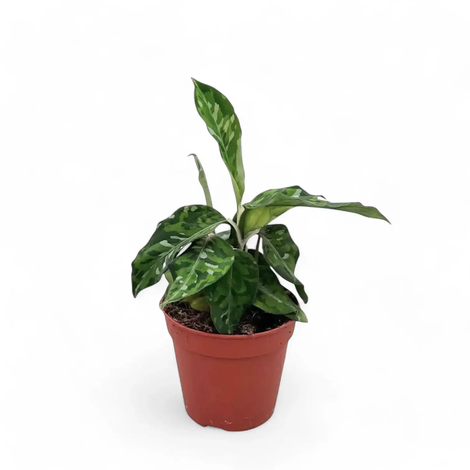 Aglaonema pictum tricolor – Zimmerpflanze im Kulturtopf auf weißem Hintergrund, Produktfoto 4.